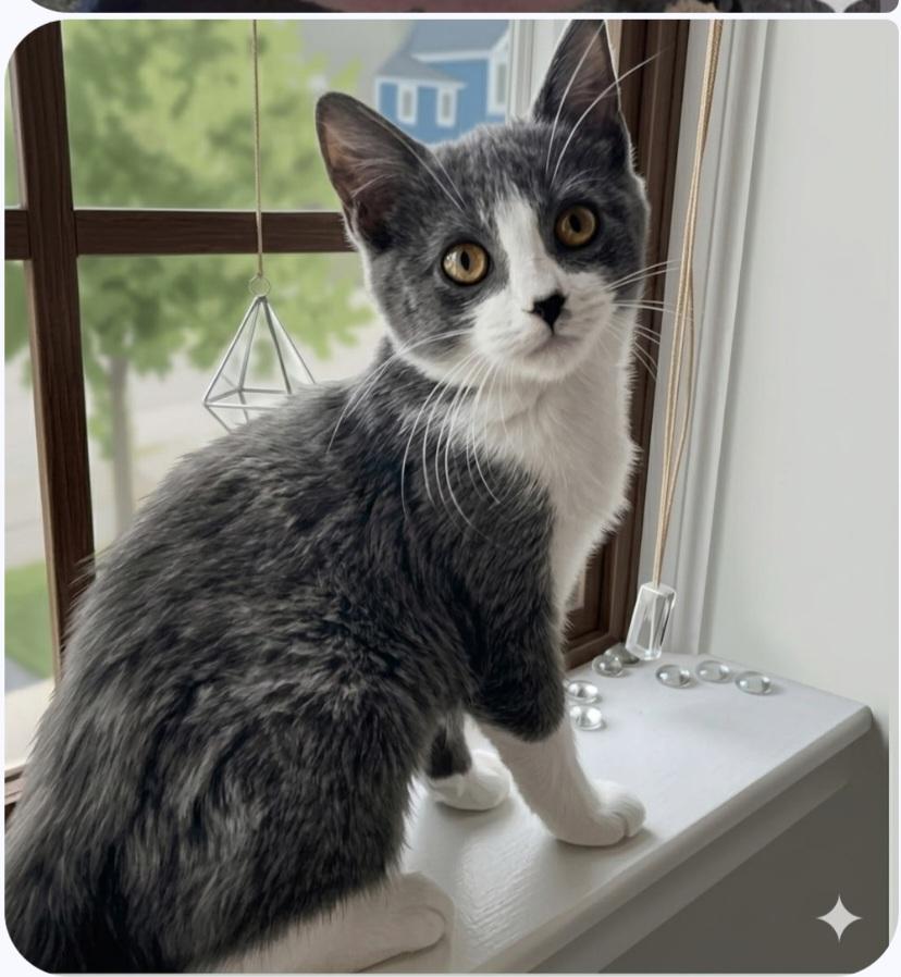 Enlarge Lexie, a Adoptable Domestic Short Hair in Wyandotte, MI image 4/5