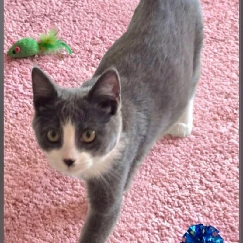 Enlarge Lexie, a Adoptable Domestic Short Hair in Wyandotte, MI image 5/5