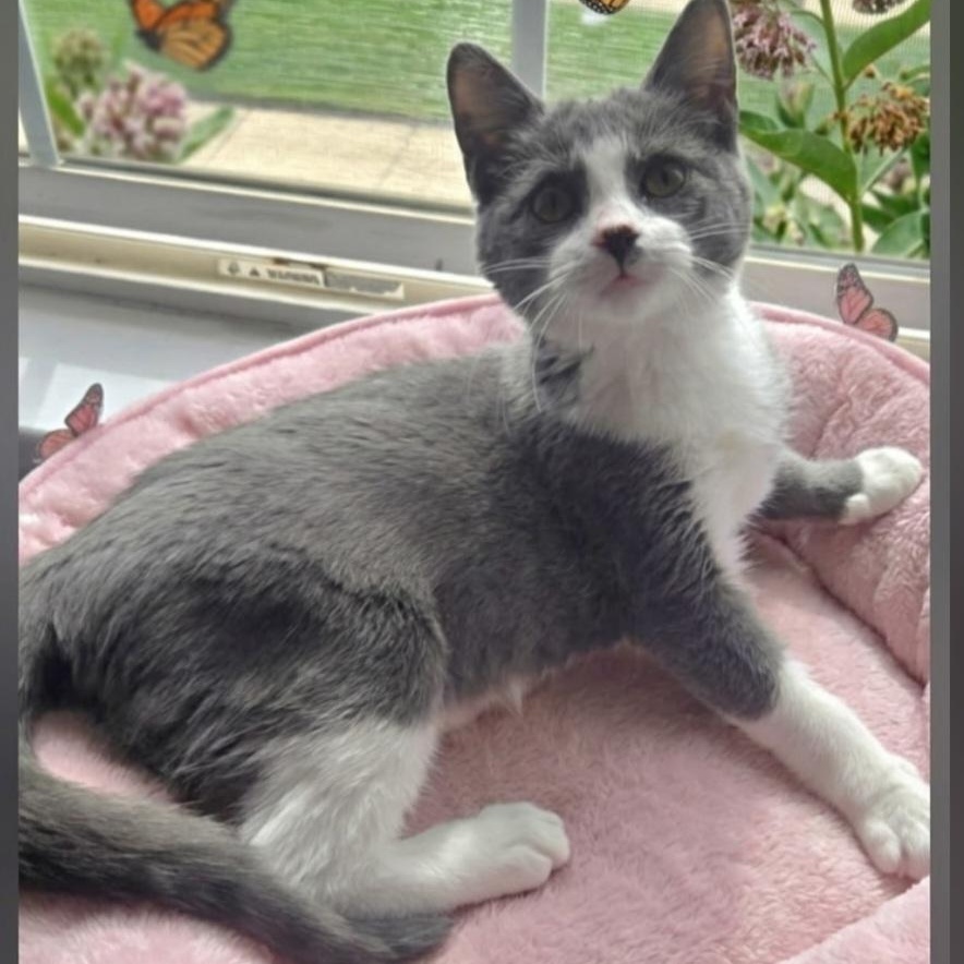 Enlarge Lexie, a Adoptable Domestic Short Hair in Wyandotte, MI image 1/5