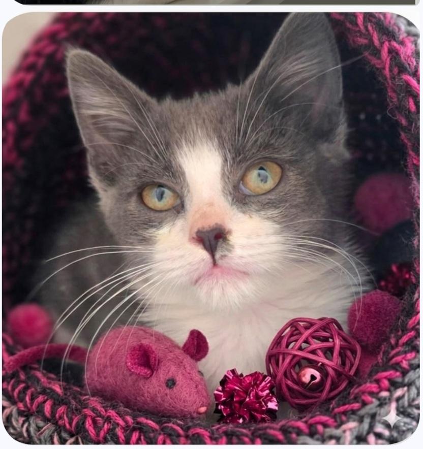 Enlarge Lexie, a Adoptable Domestic Short Hair in Wyandotte, MI image 2/5