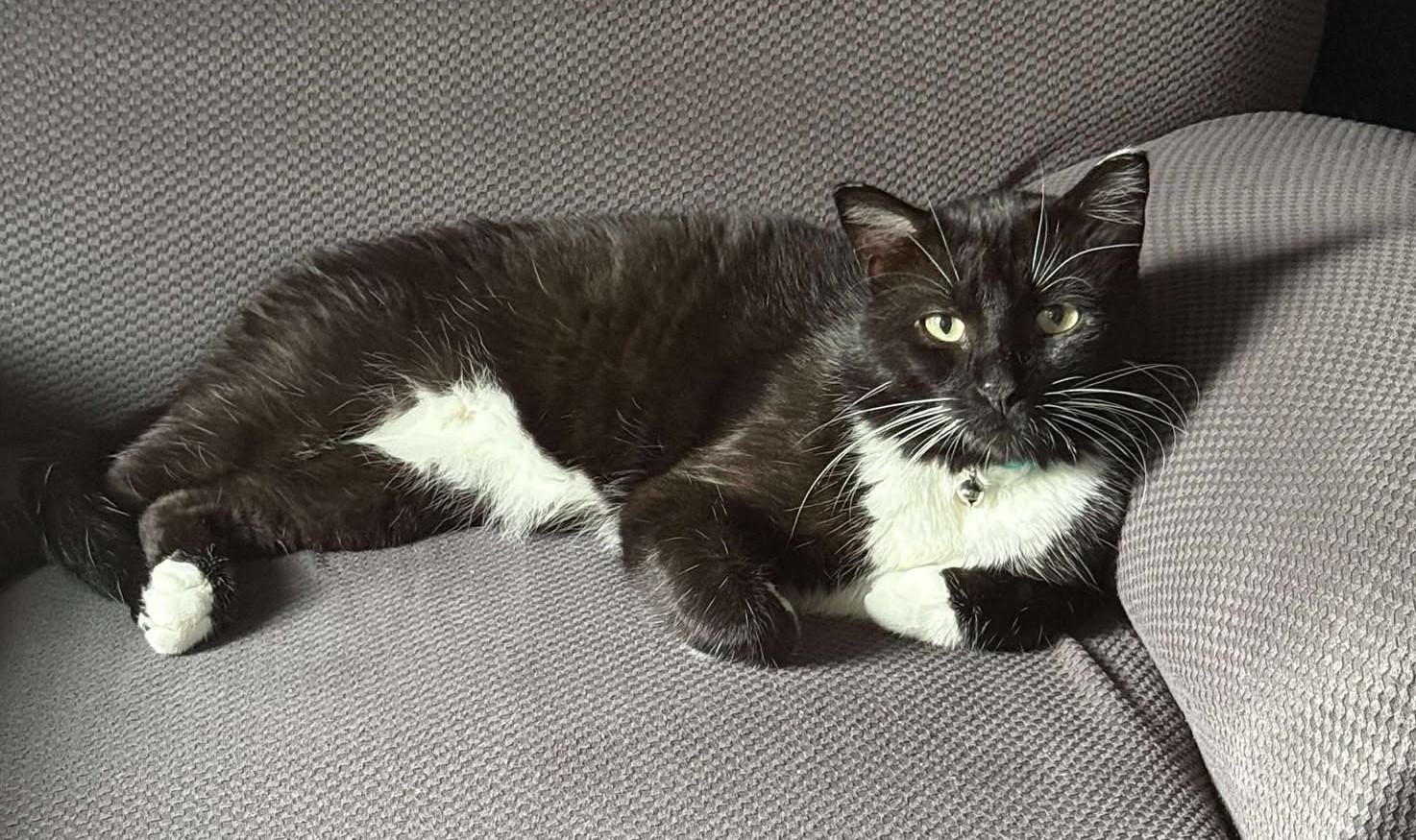 Enlarge ELTON, a Adoptable Domestic Medium Hair in Grand Forks, ND image 1/6