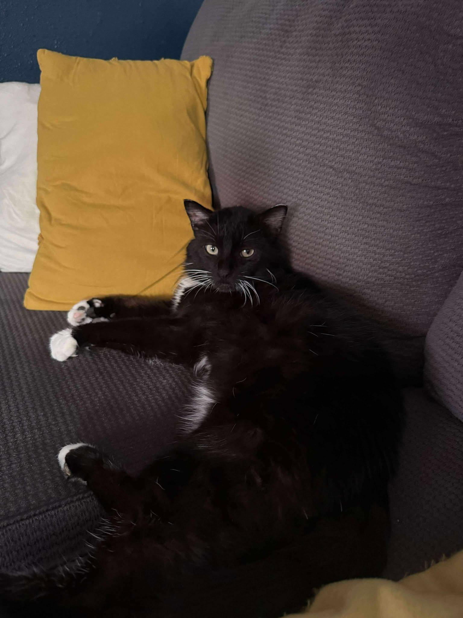 Enlarge ELTON, a Adoptable Domestic Medium Hair in Grand Forks, ND image 2/6