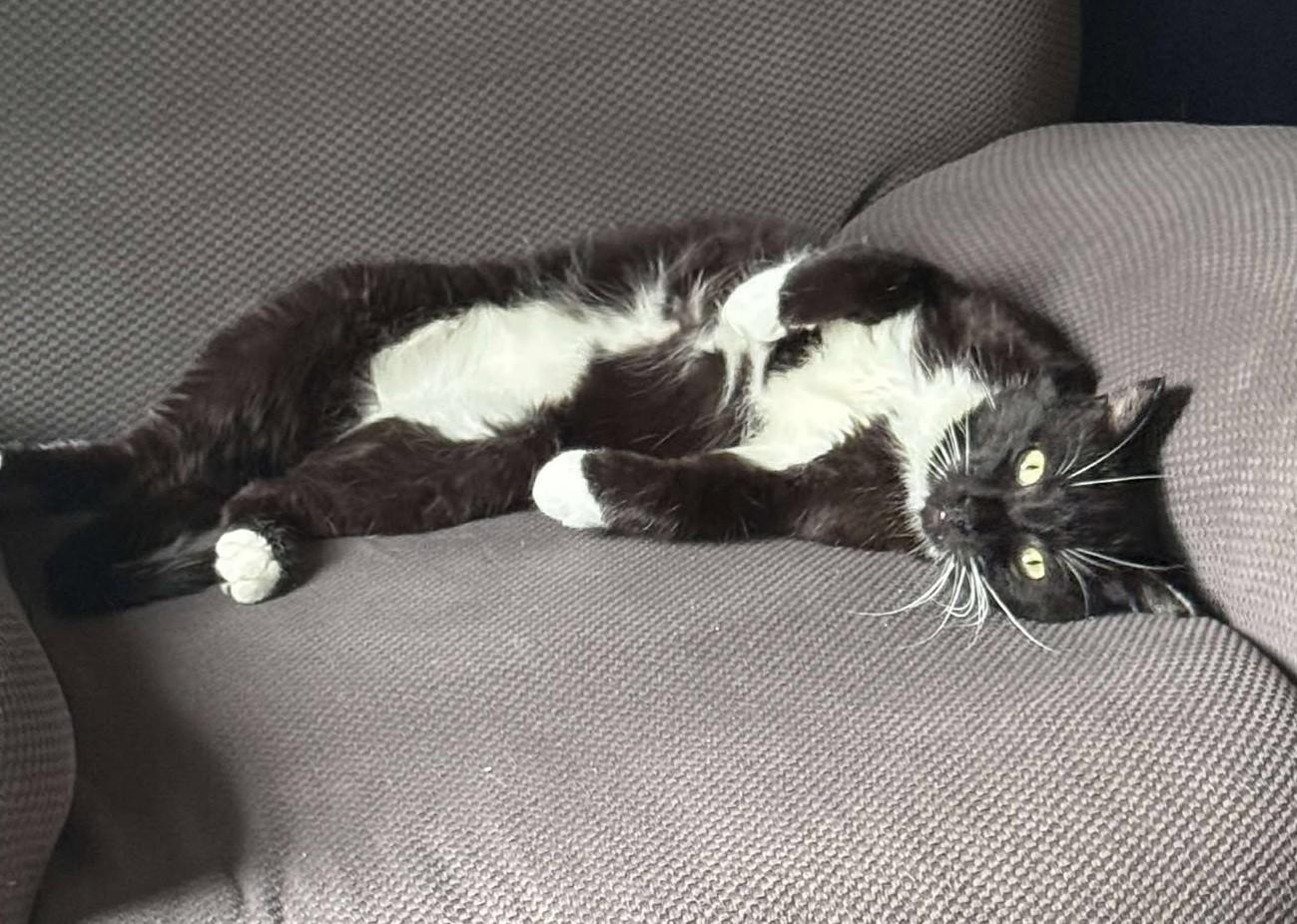 Enlarge ELTON, a Adoptable Domestic Medium Hair in Grand Forks, ND image 3/6