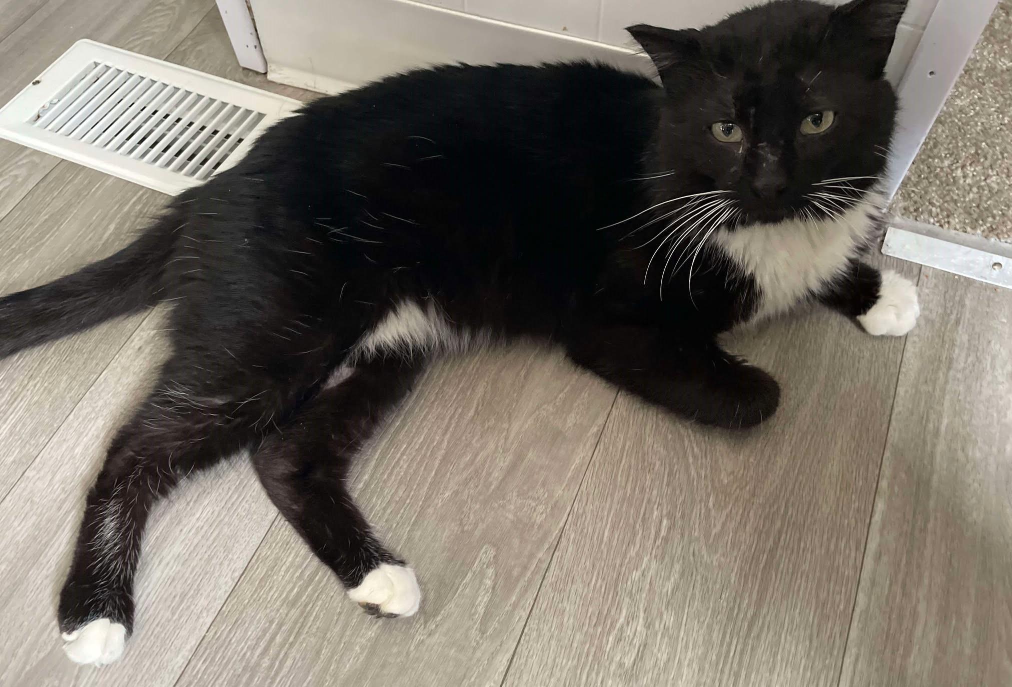 Enlarge ELTON, a Adoptable Domestic Medium Hair in Grand Forks, ND image 5/6