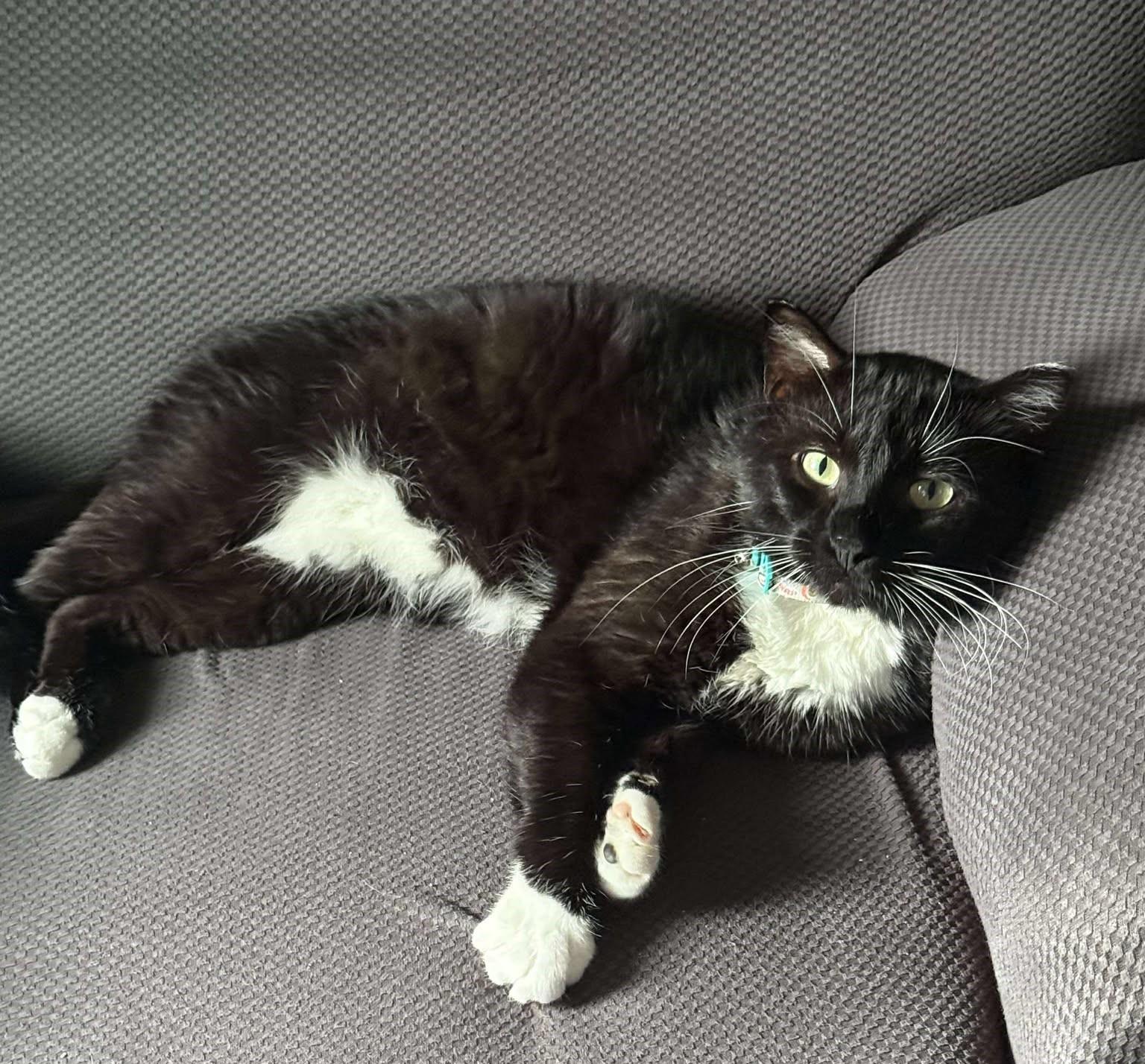 Enlarge ELTON, a Adoptable Domestic Medium Hair in Grand Forks, ND image 4/6