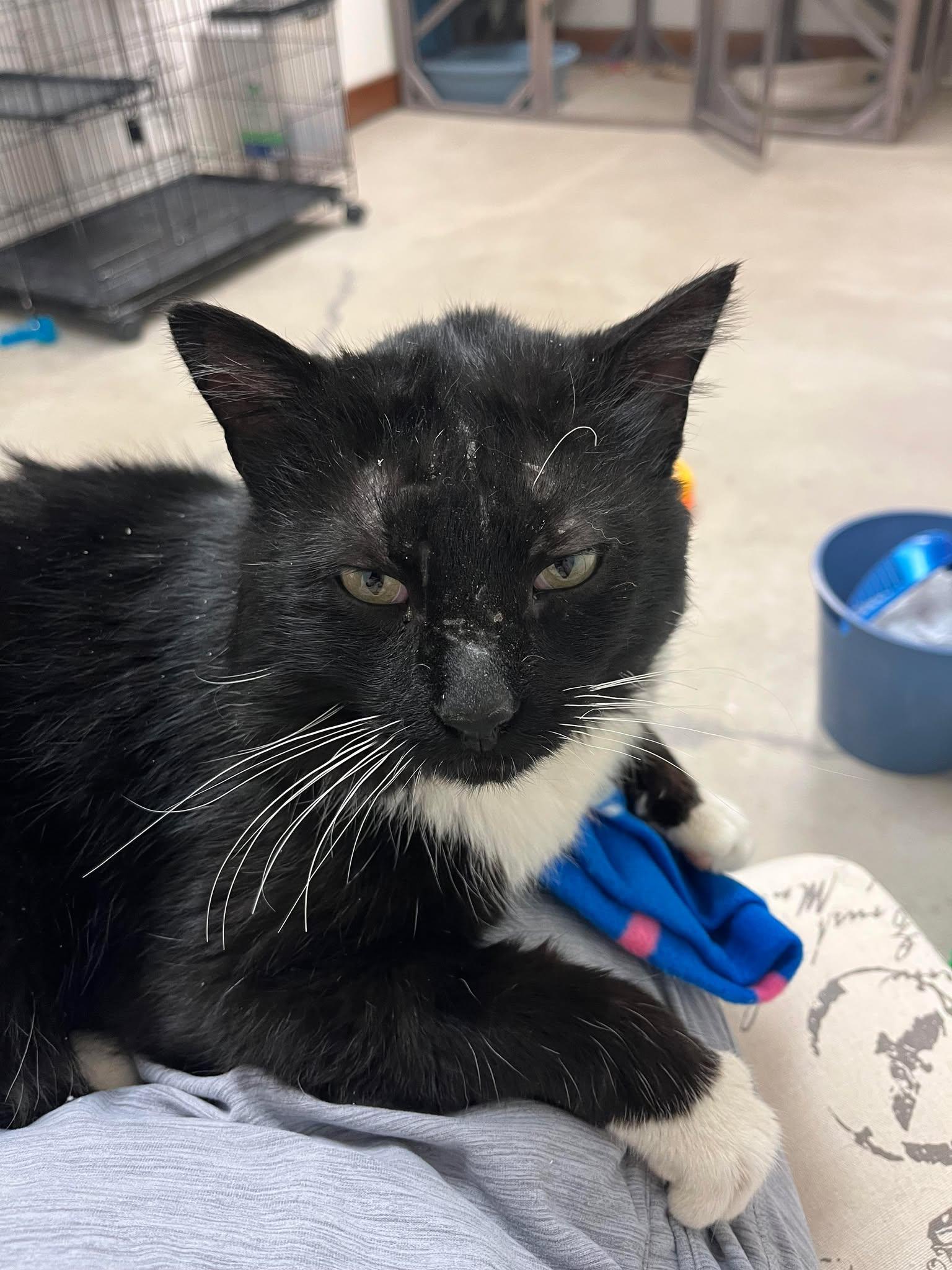 Enlarge ELTON, a Adoptable Domestic Medium Hair in Grand Forks, ND image 6/6