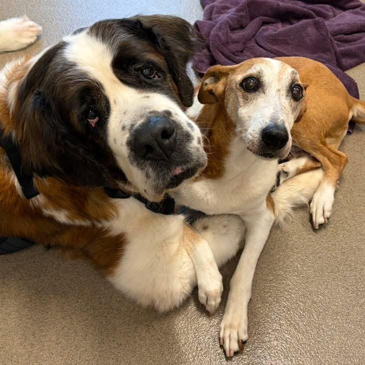 Mandy, Adopted, Senior Female Saint Bernard.