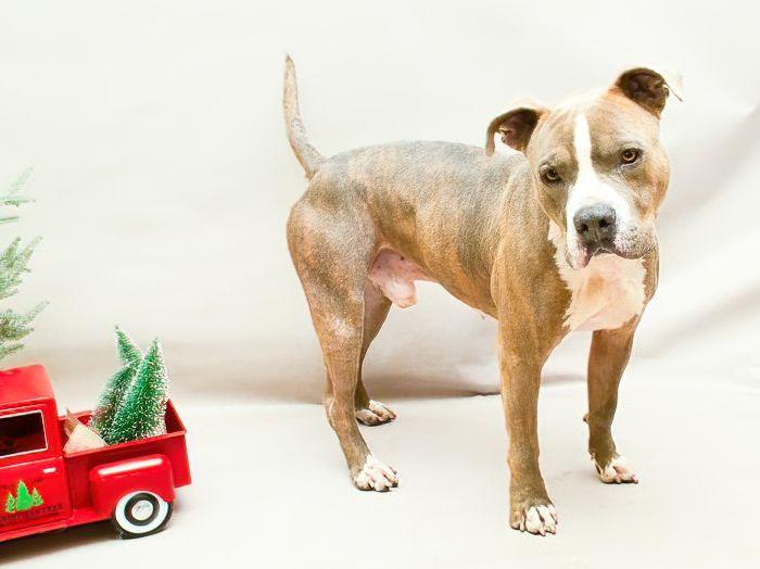 Fireball, a Adoptable mixed breed in Sanford, FL image 2/3