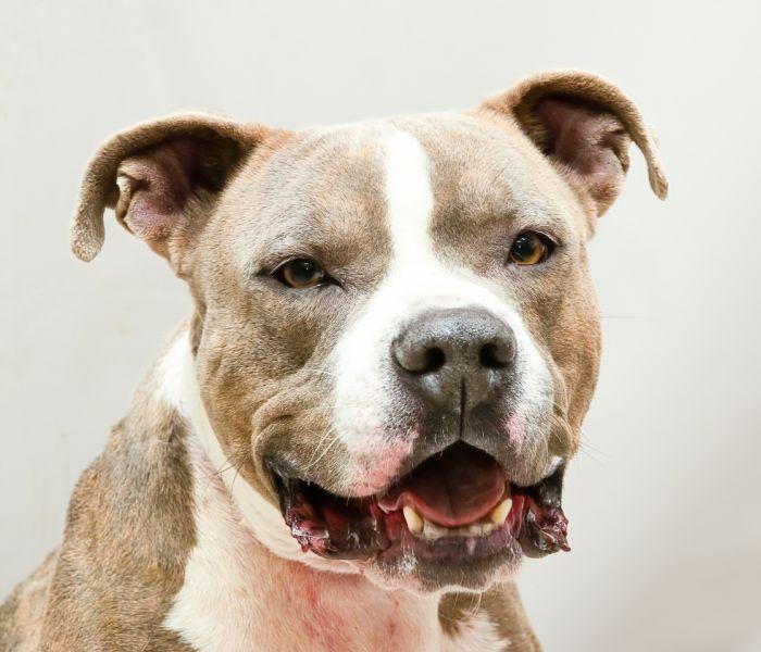 Fireball, a Adoptable mixed breed in Sanford, FL image 1/3