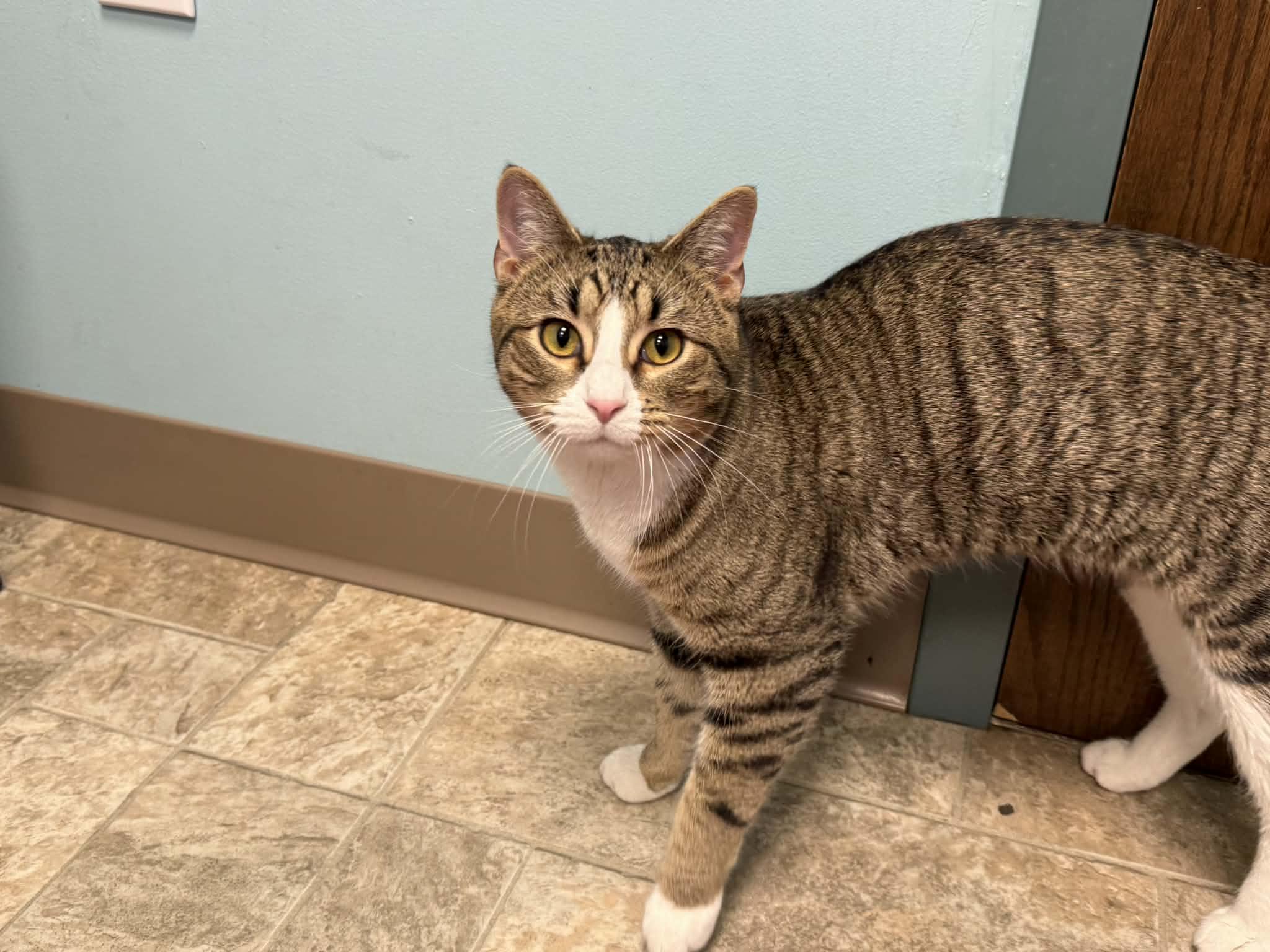 Enlarge Goose, a ADOPTABLE Domestic Short Hair in Story City, IA image 3/6