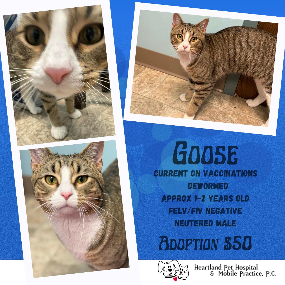 Enlarge Goose, a ADOPTABLE Domestic Short Hair in Story City, IA image 6/6