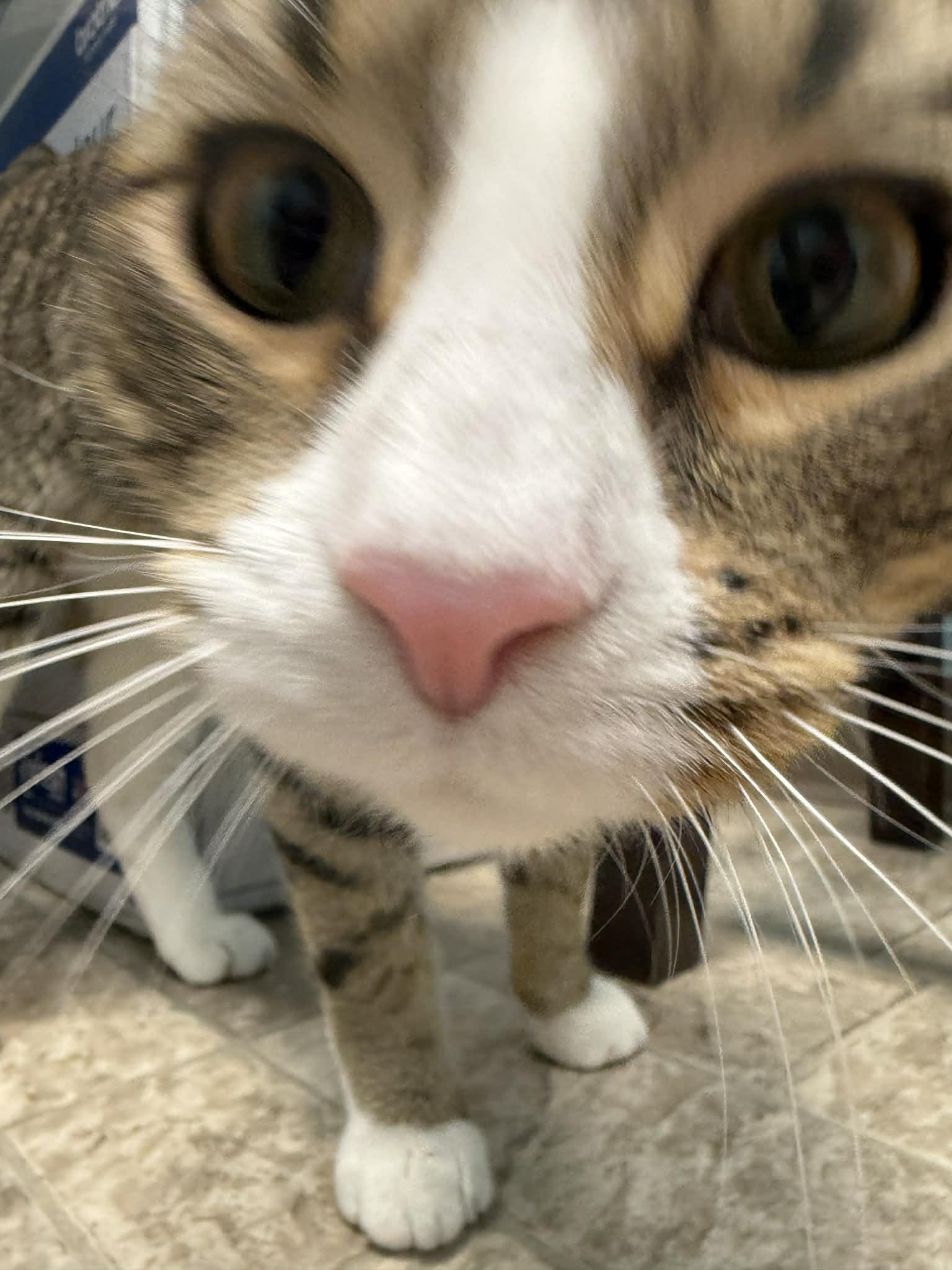 Enlarge Goose, a ADOPTABLE Domestic Short Hair in Story City, IA image 2/6