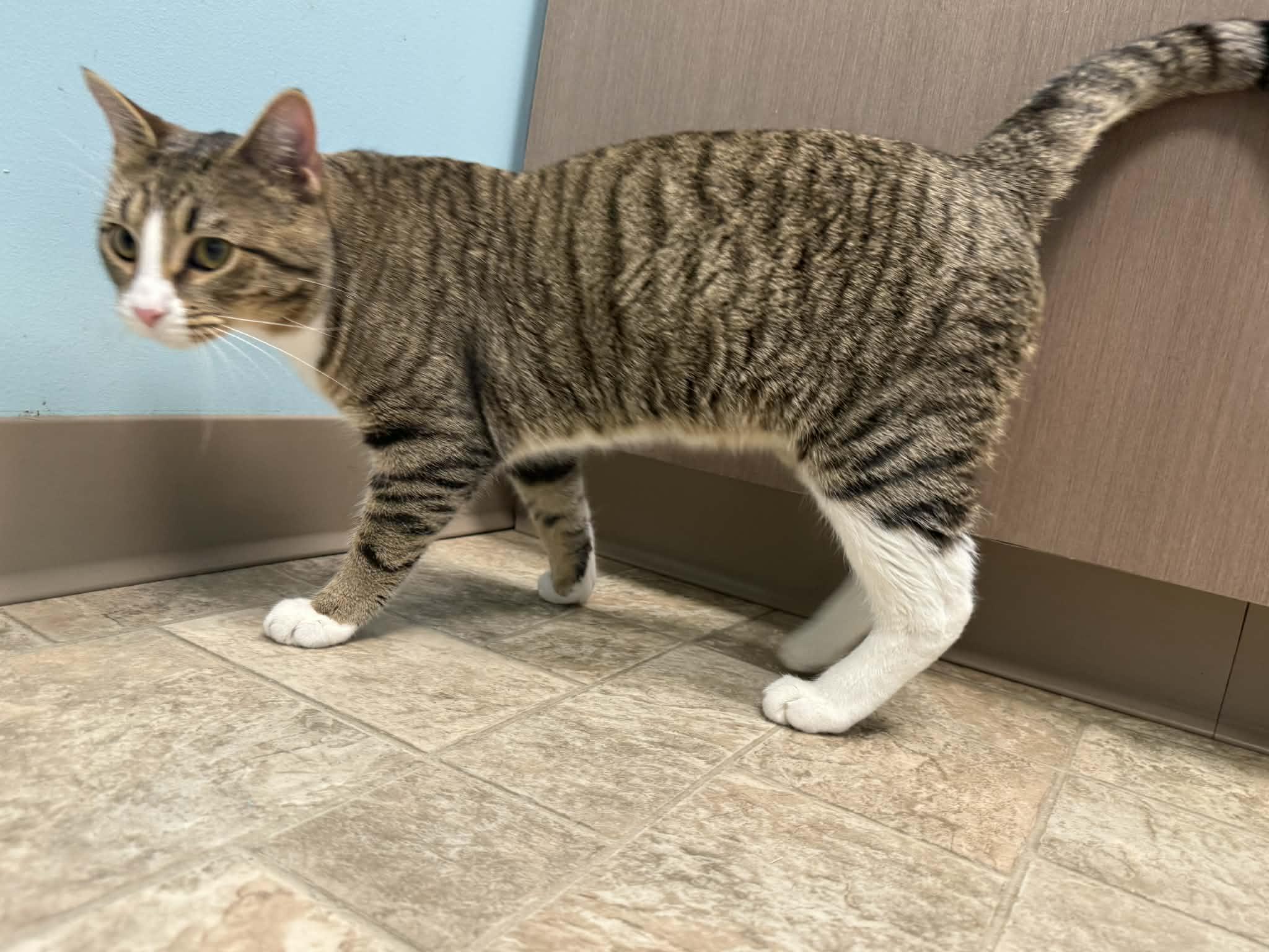 Enlarge Goose, a ADOPTABLE Domestic Short Hair in Story City, IA image 5/6