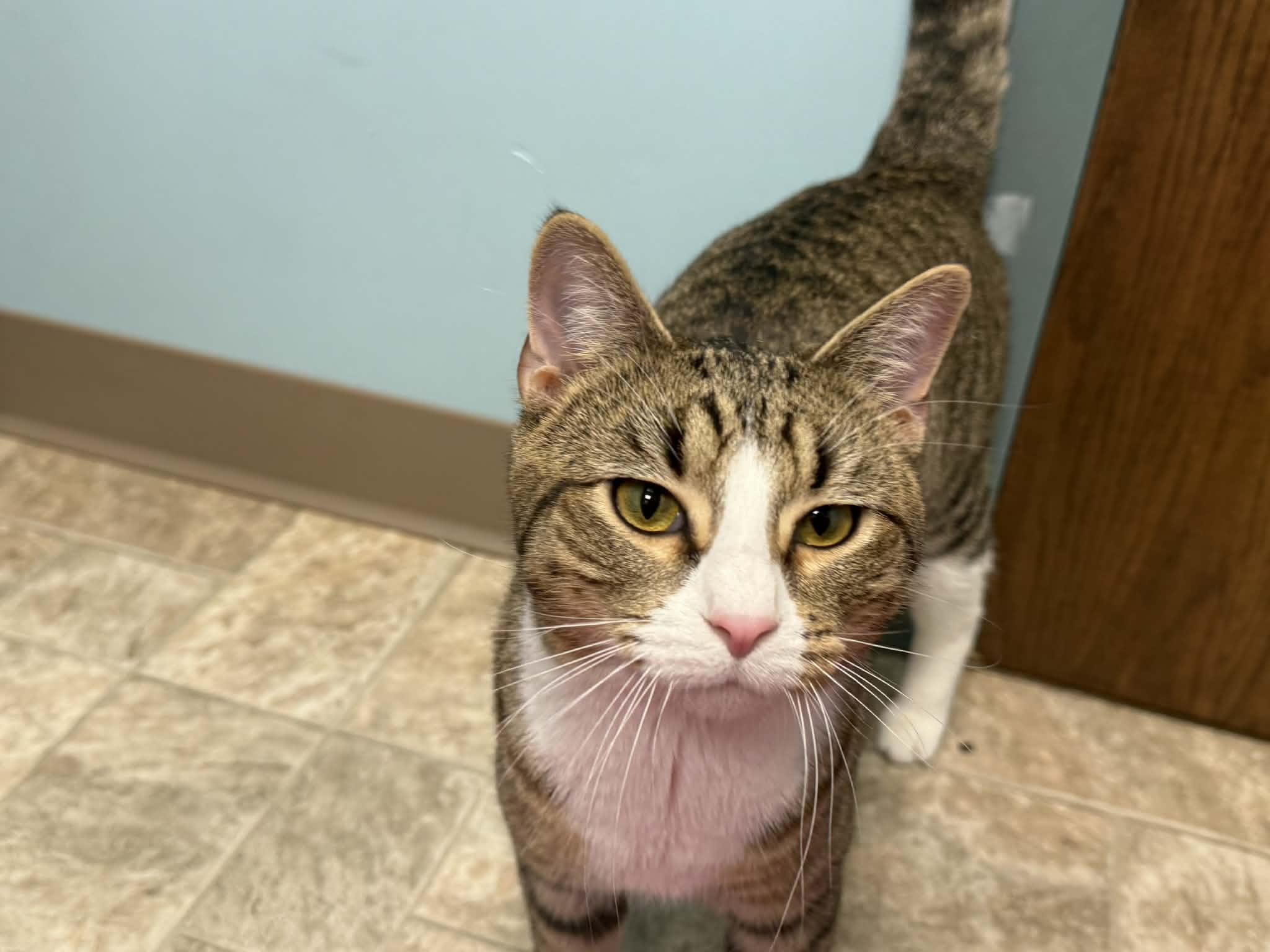Enlarge Goose, a ADOPTABLE Domestic Short Hair in Story City, IA image 4/6