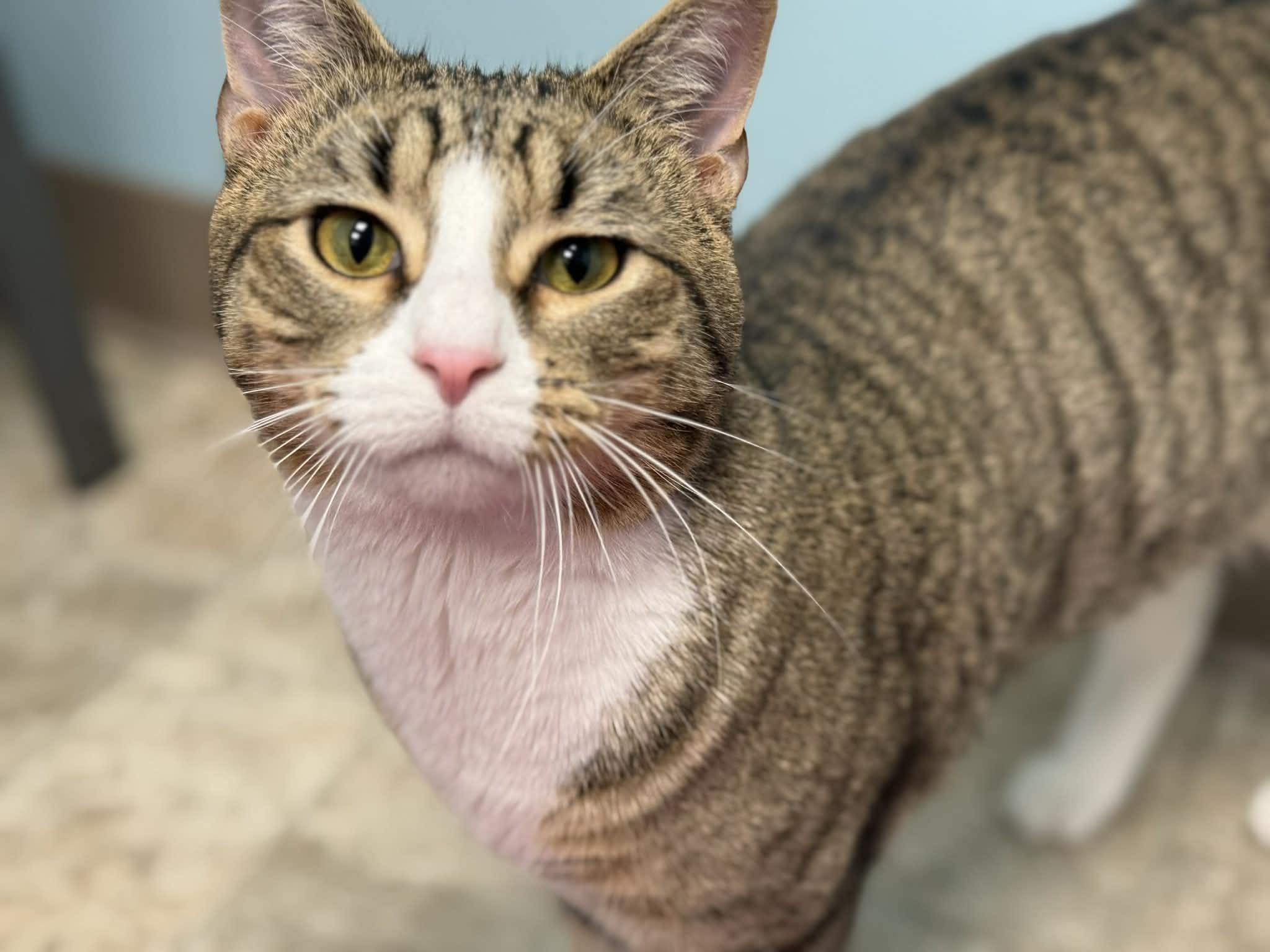 Goose, ADOPTABLE, Young Male Domestic Short Hair.