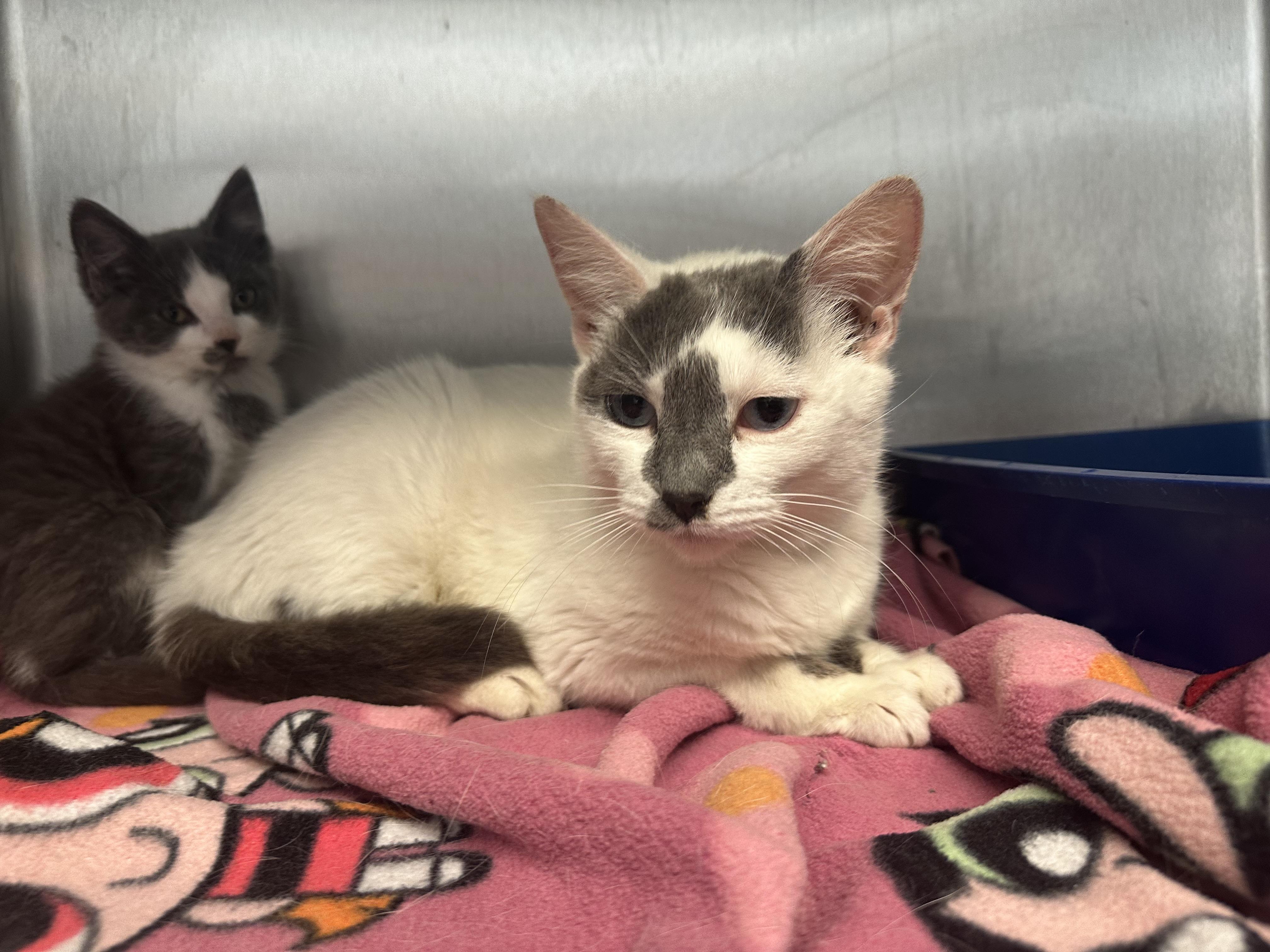 Enlarge Julia, a Adoptable Domestic Short Hair in Grand Rapids, MI image 1/1