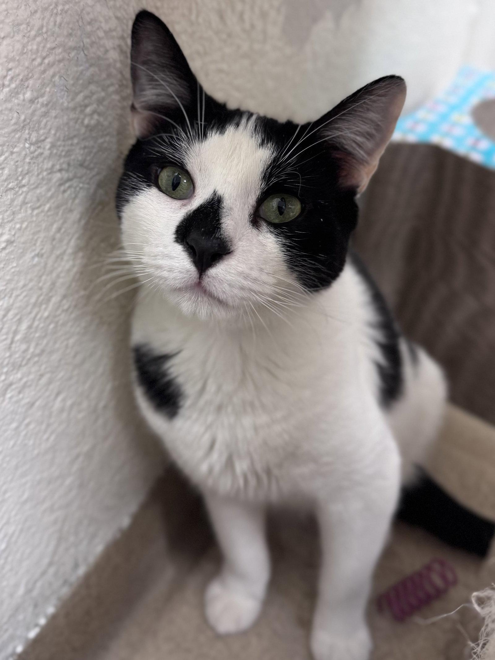 Yoke - *Bonded Pair*, Adoptable, Adult Female Domestic Short Hair.