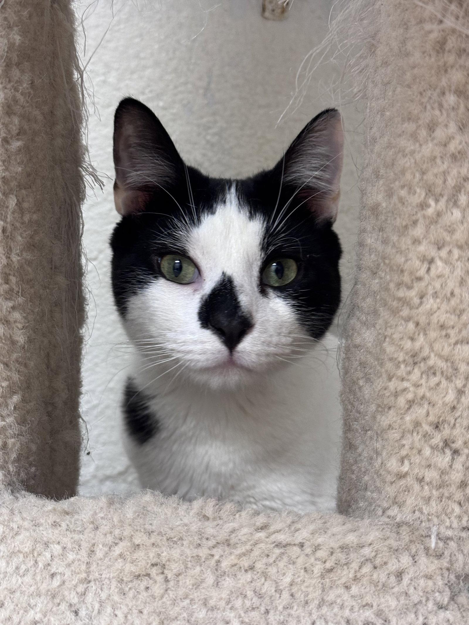 Enlarge Yoke - *Bonded Pair*, a Adoptable Domestic Short Hair in Brick, NJ image 2/3