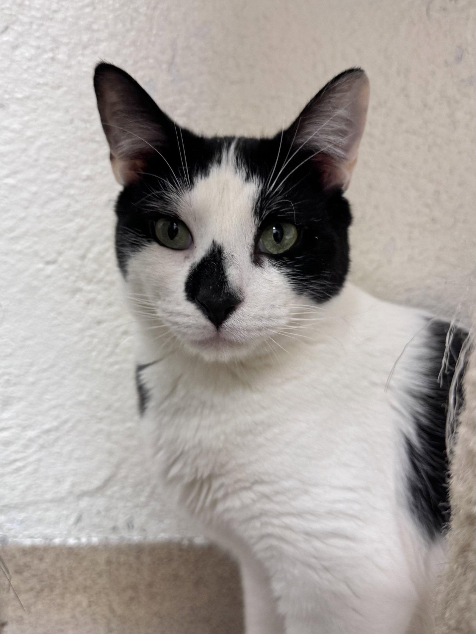 Enlarge Yoke - *Bonded Pair*, a Adoptable Domestic Short Hair in Brick, NJ image 3/3