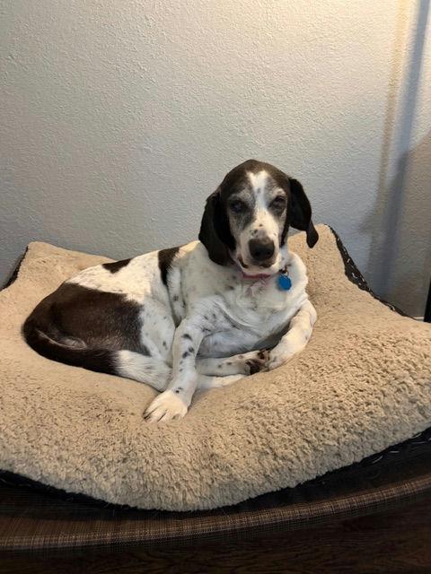 Lilly, Adoptable, Senior Female Basset Hound & Great Pyrenees.