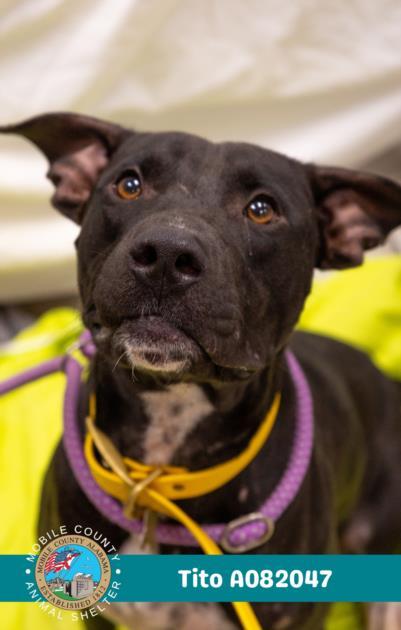 TITO, Adoptable, Adult Male American Bulldog.