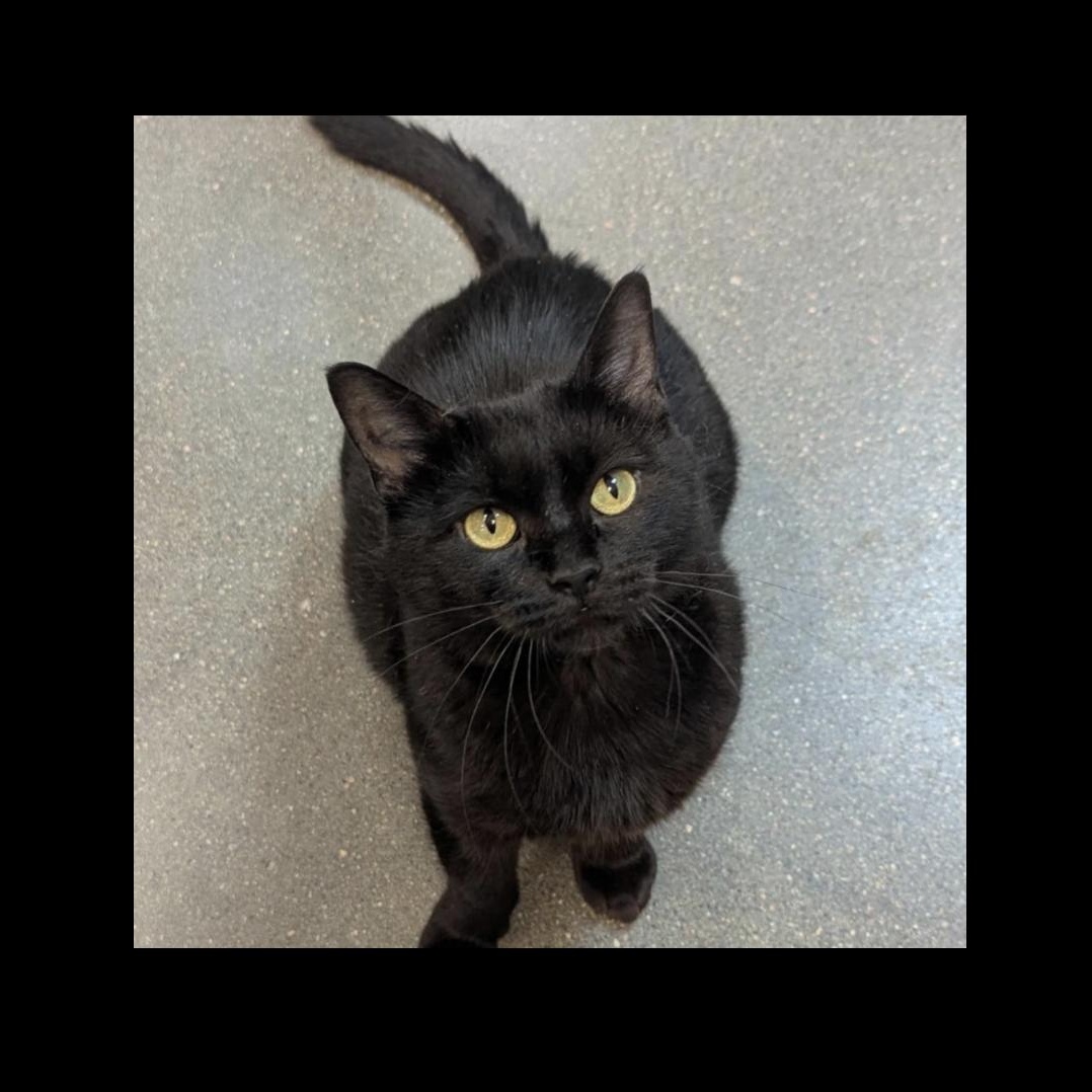 Enlarge Gigi, a Adoptable mixed breed in Omaha, NE image 2/2