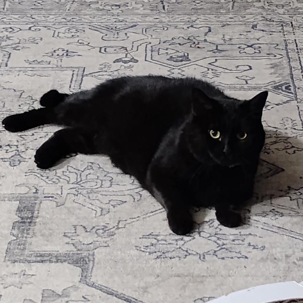 Gigi, Adoptable, Adult Female Domestic Short Hair.