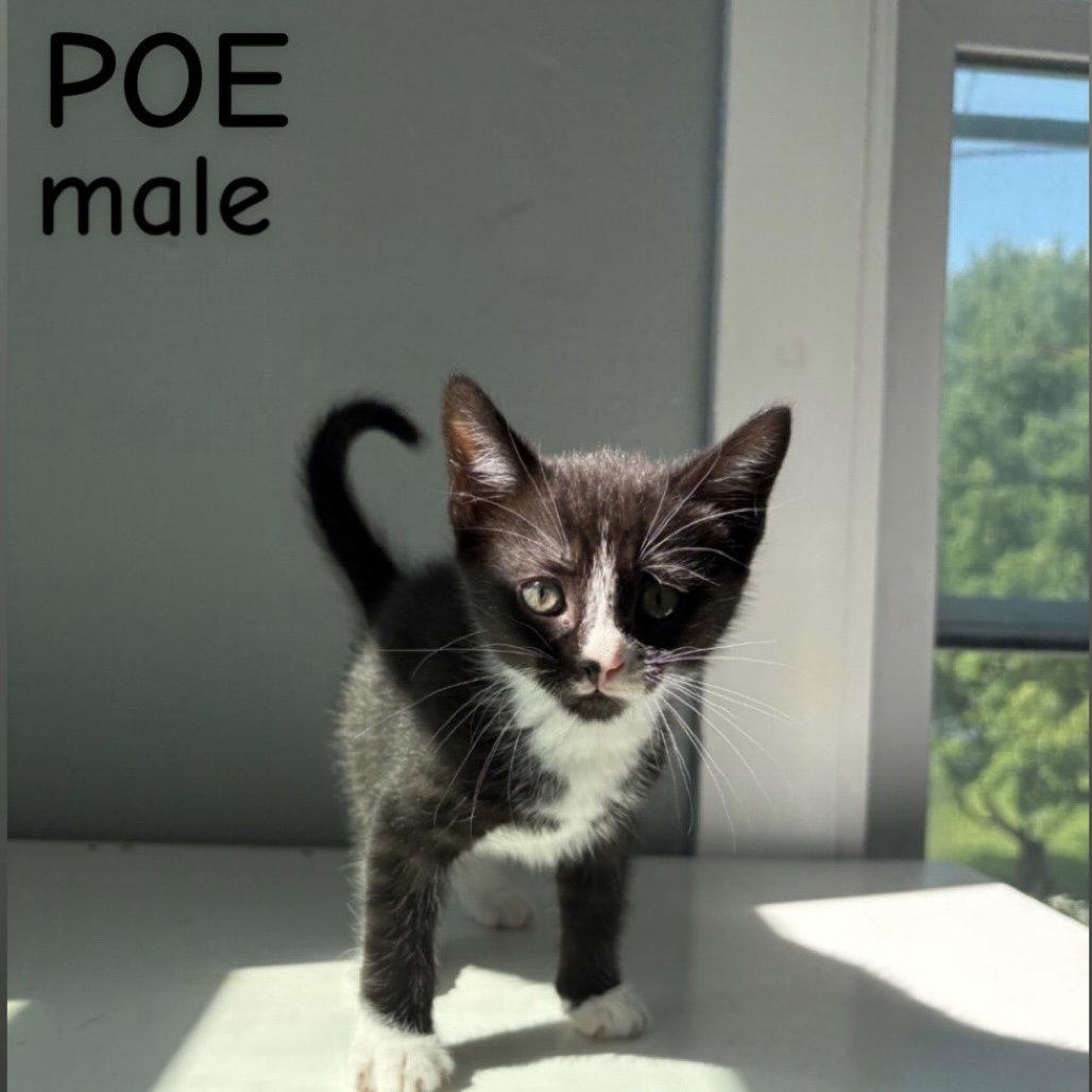 Enlarge Poe, a Adoptable Domestic Short Hair in Winchendon, MA image 1/1