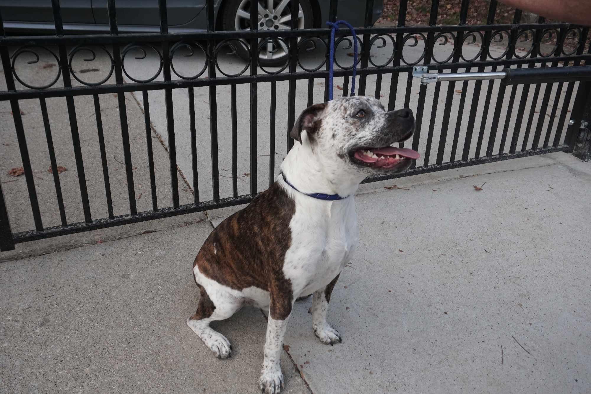 Alfie ~Courtesy Post~