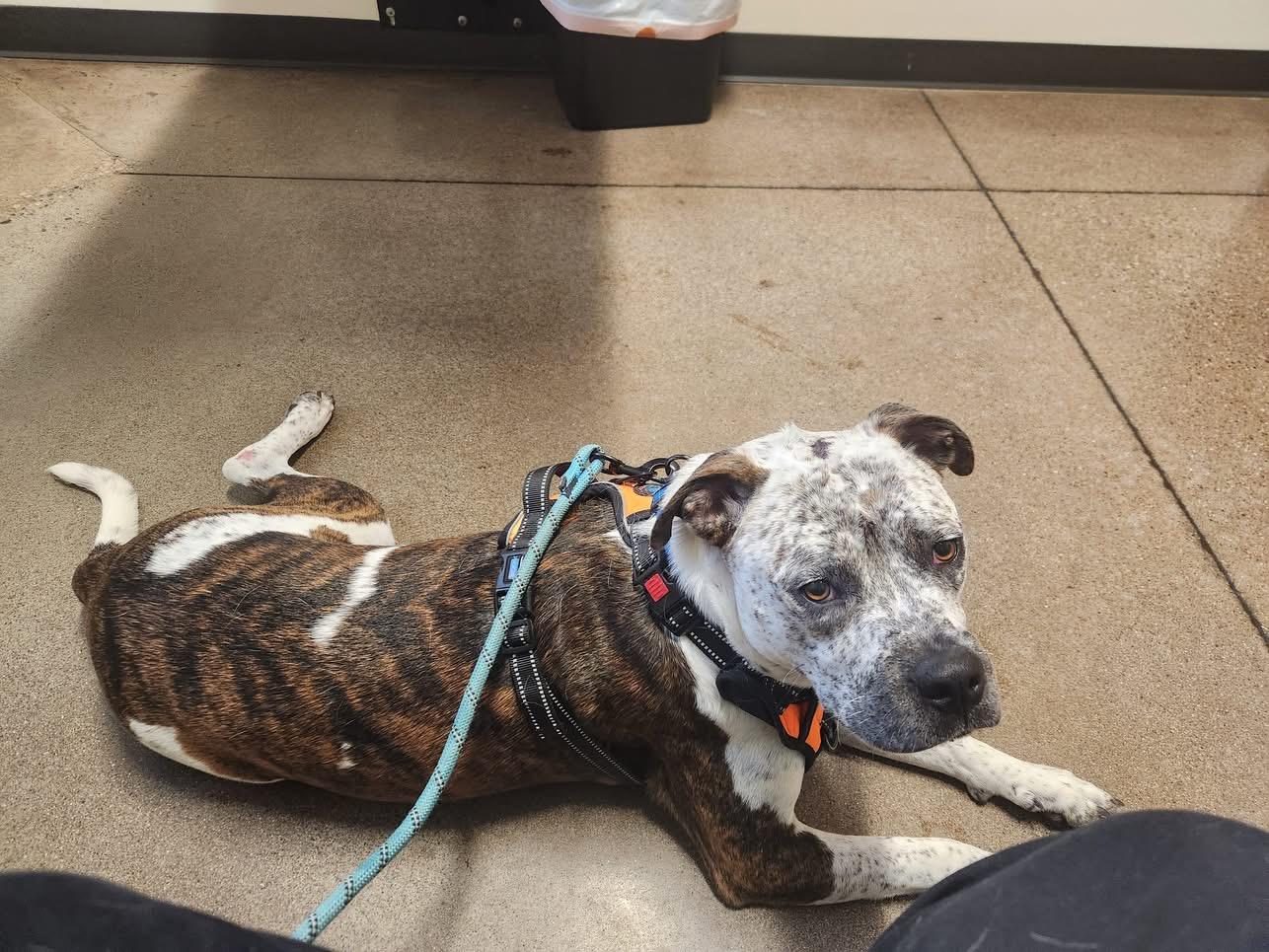 Alfie ~Courtesy Post~