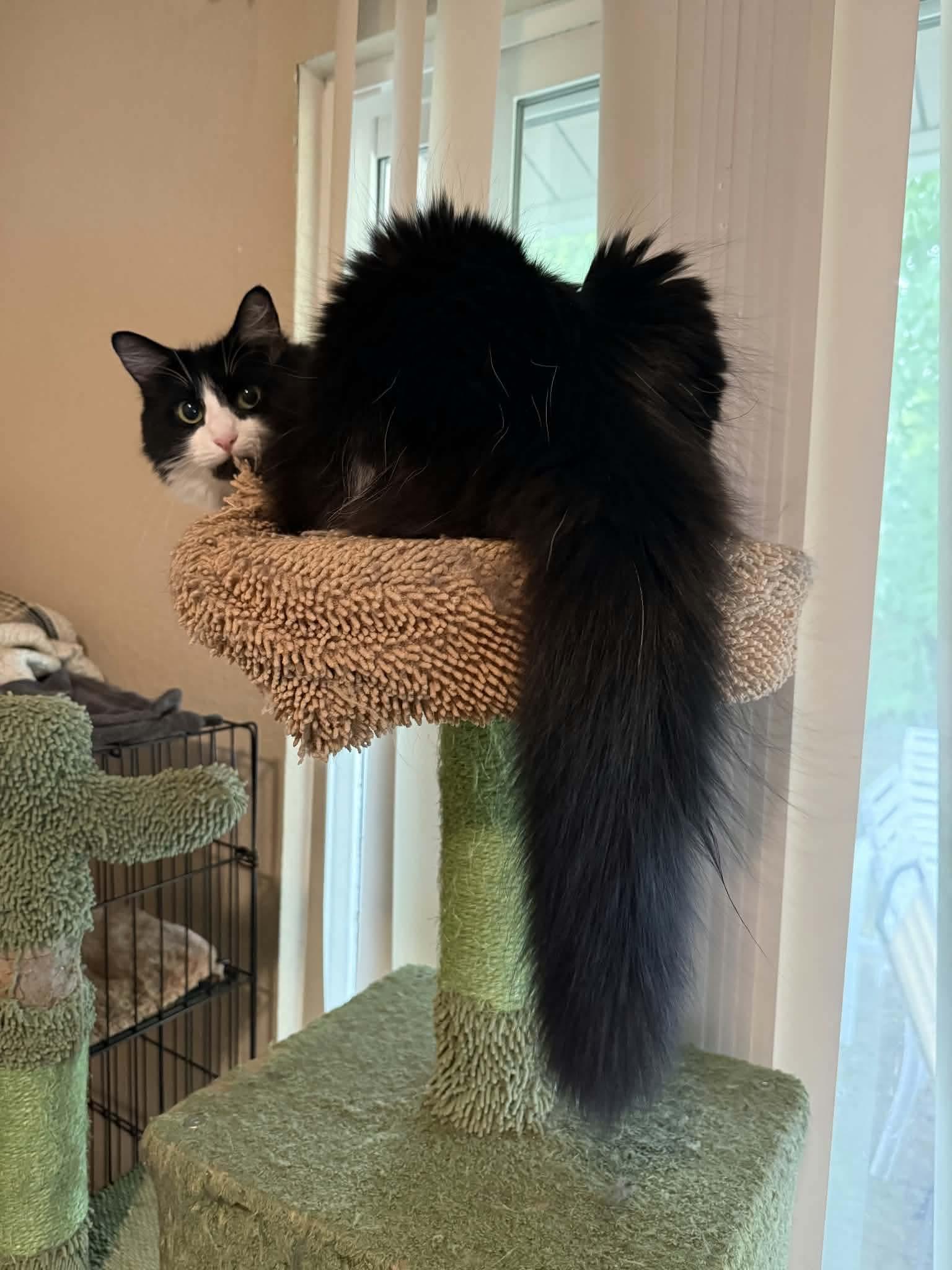 Dahlia, a ADOPTABLE Domestic Long Hair in Gladstone, OR image 5/6
