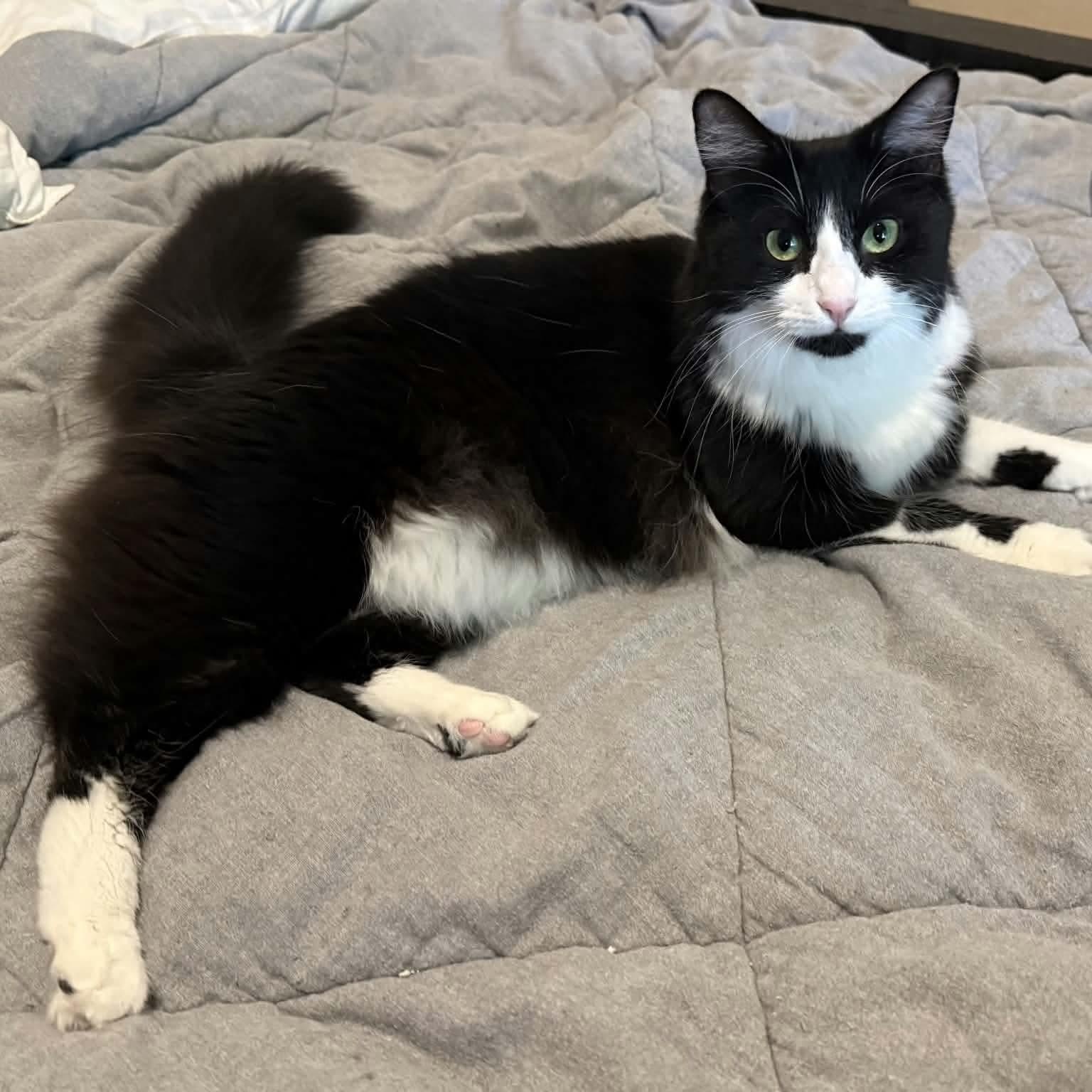 Dahlia, ADOPTABLE, Young Female Domestic Long Hair.