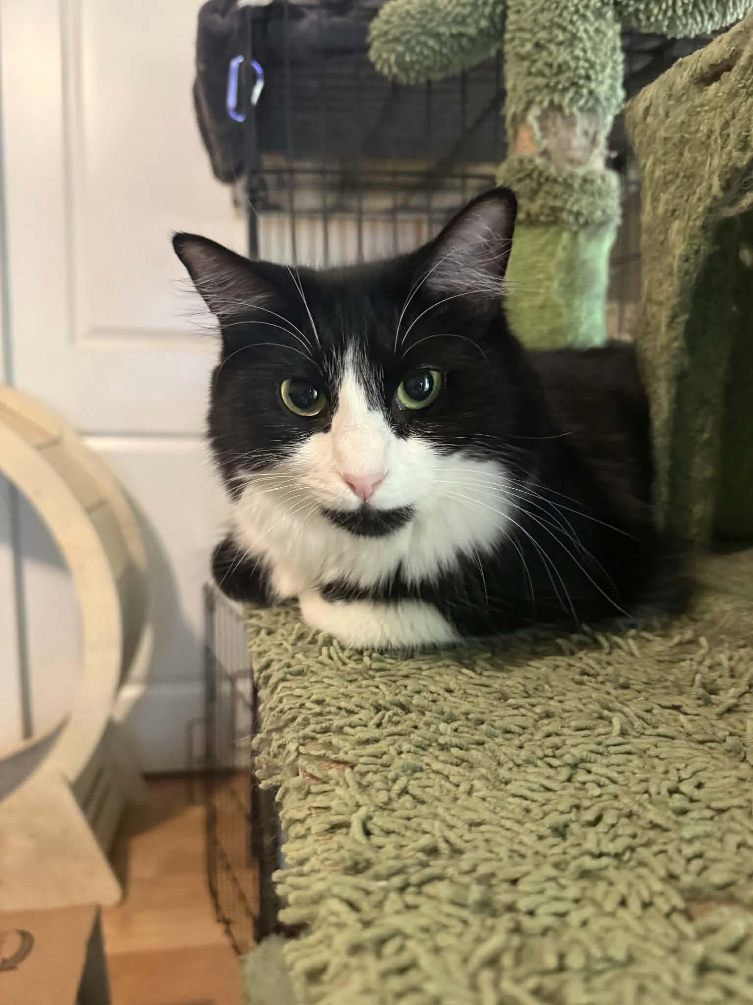 Dahlia, a ADOPTABLE Domestic Long Hair in Gladstone, OR image 6/6