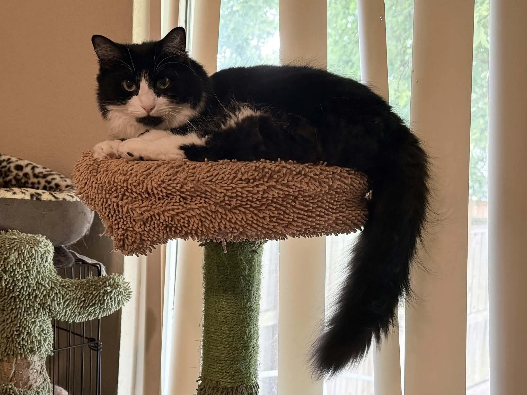 Dahlia, a ADOPTABLE Domestic Long Hair in Gladstone, OR image 4/6