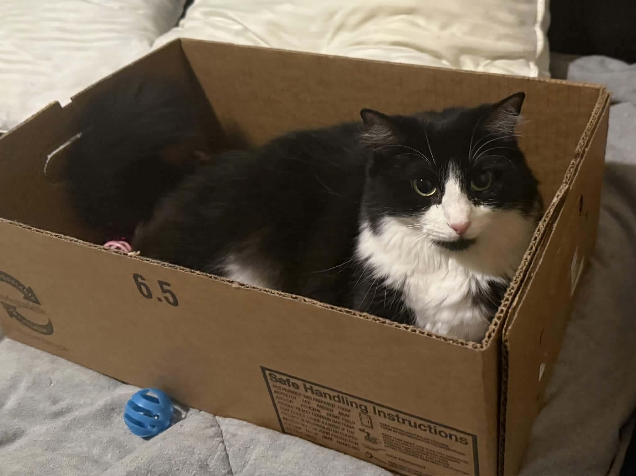 Dahlia, a ADOPTABLE Domestic Long Hair in Gladstone, OR image 3/6