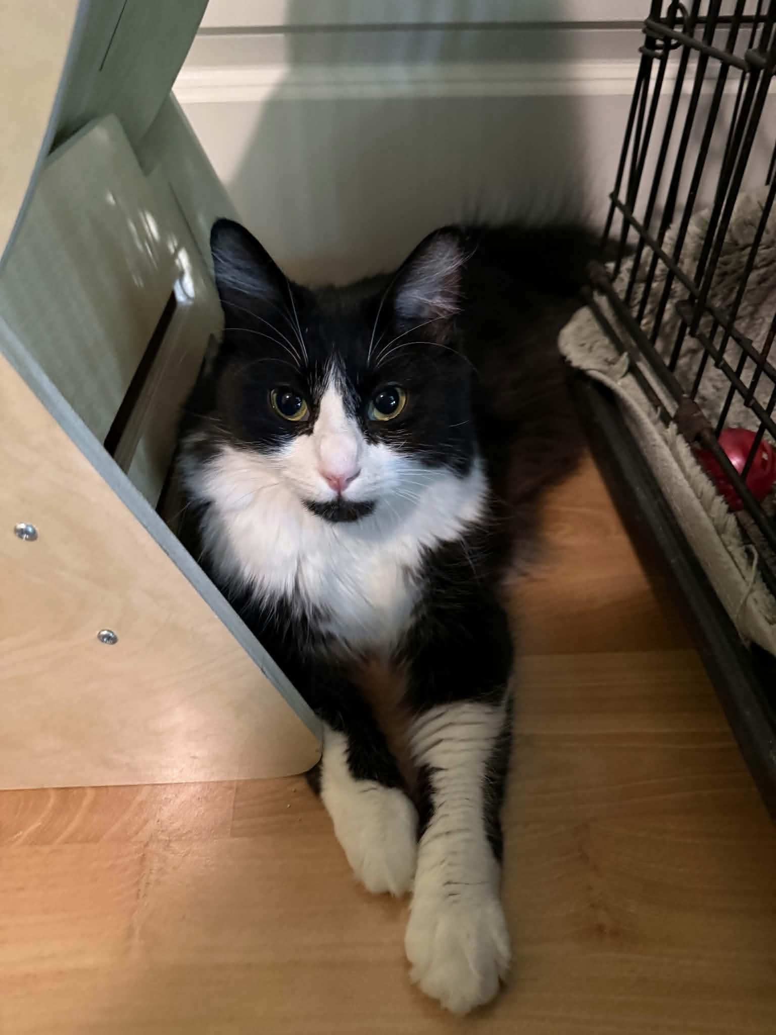 Dahlia, a ADOPTABLE Domestic Long Hair in Gladstone, OR image 2/6