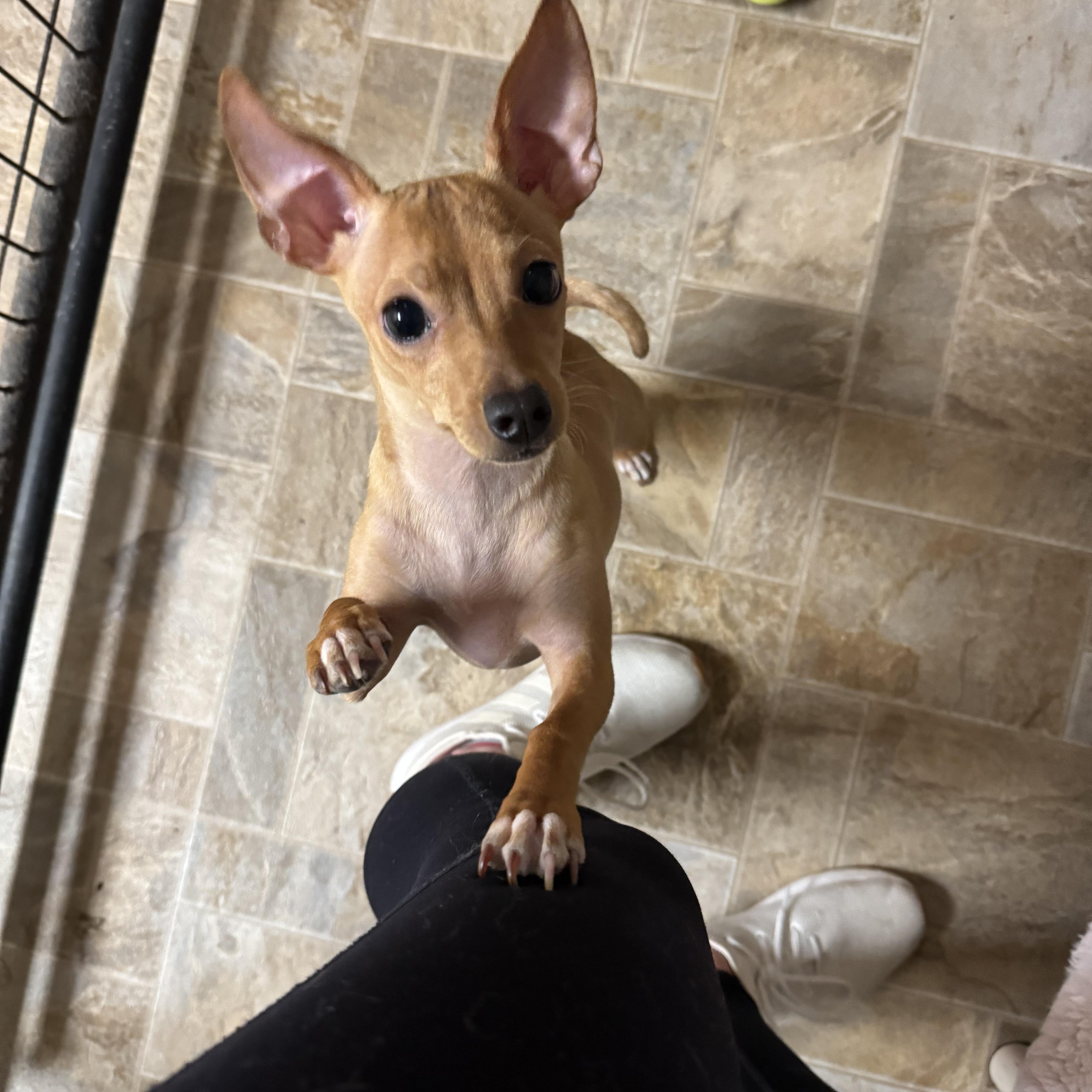 Enlarge Betty, an adopted mixed breed in Dodgeville, WI image 3/3