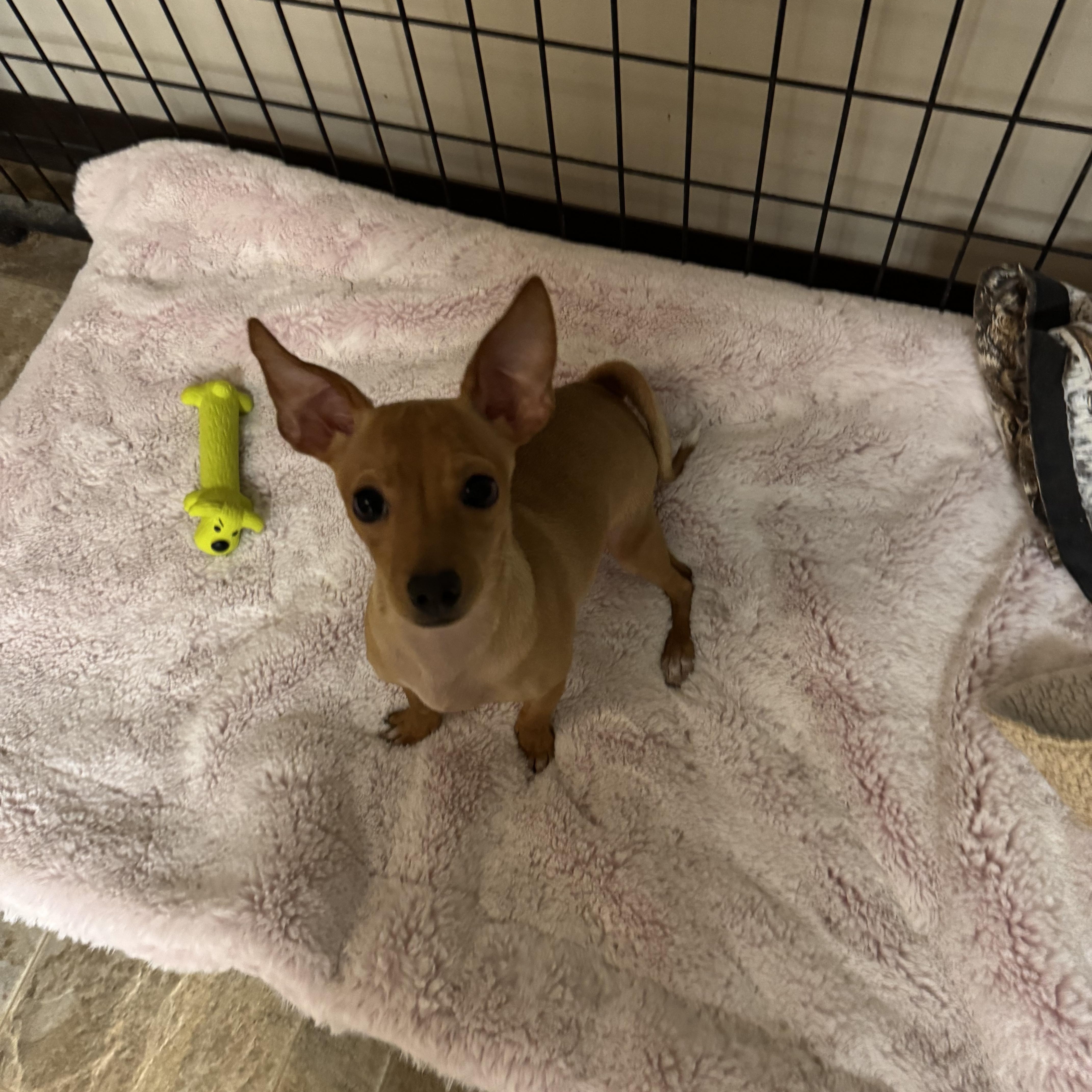 Enlarge Betty, an adopted mixed breed in Dodgeville, WI image 2/3