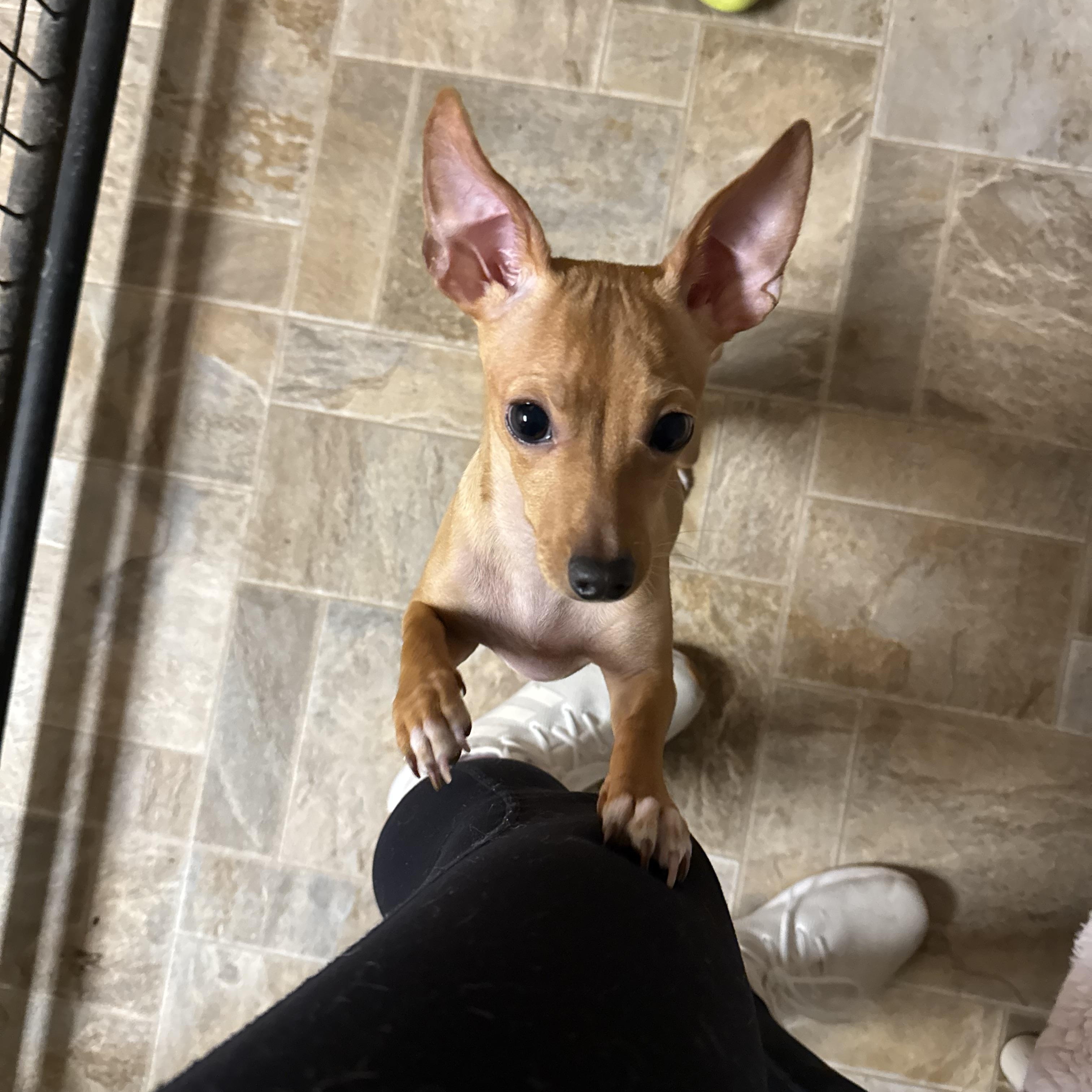 Betty, adopted, Young Female Chihuahua & Dachshund.