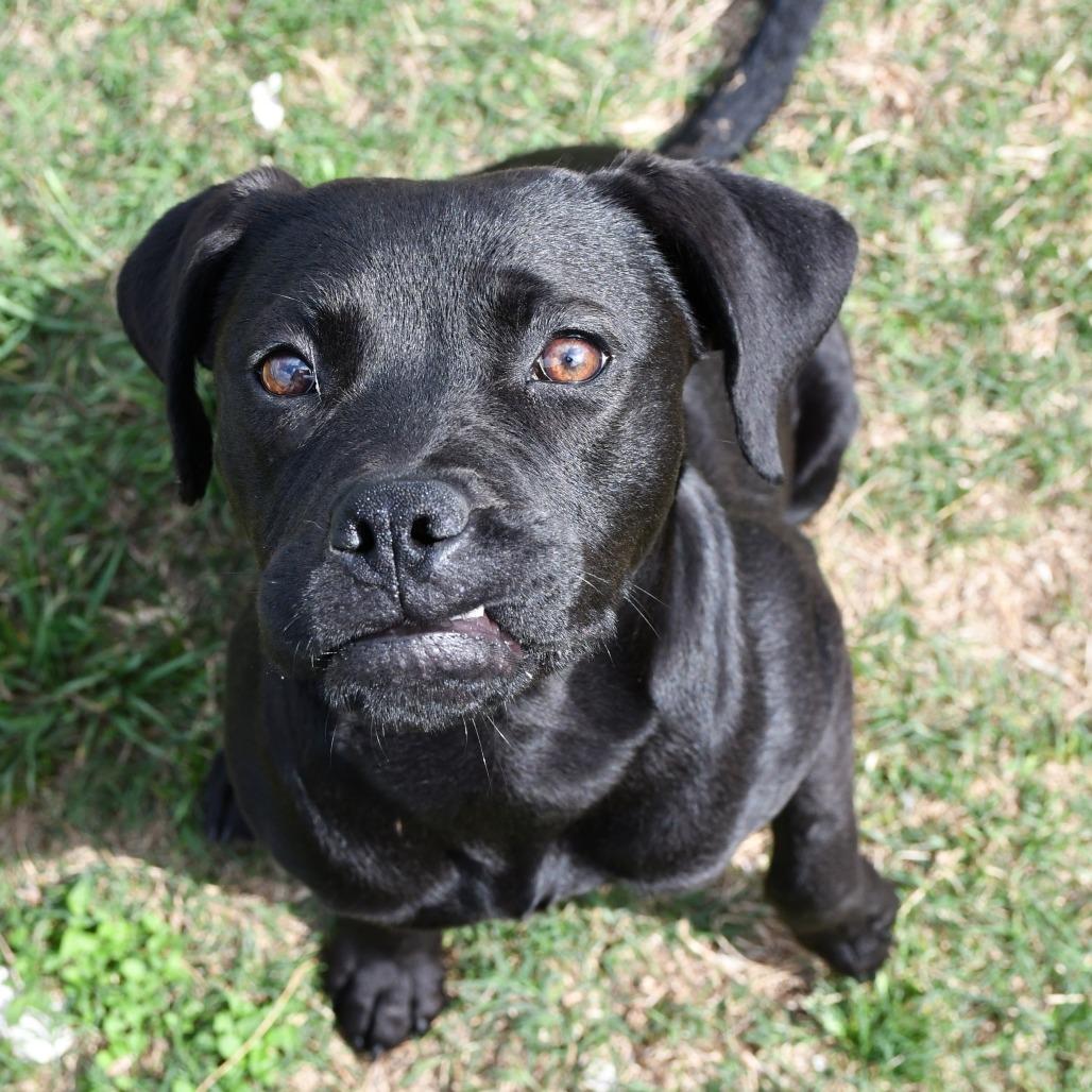 Lila, Adoptable, Young Female English Bulldog & Pit Bull Terrier.