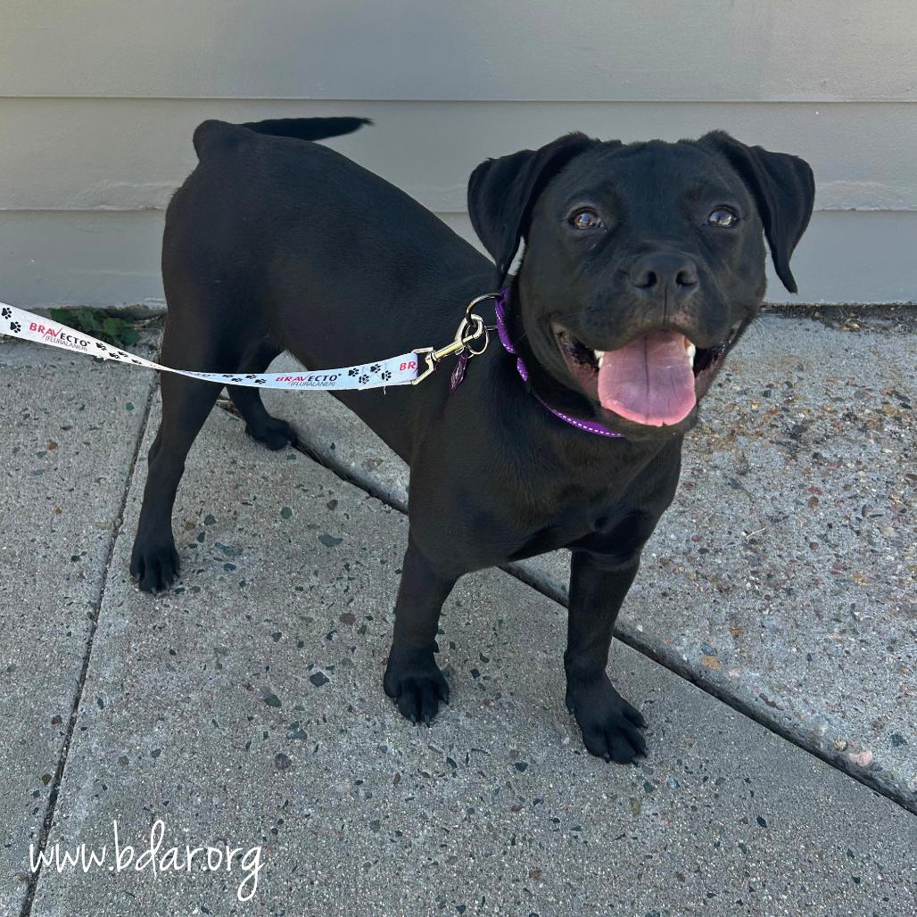 Enlarge Lila, a Adoptable mixed breed in Cheyenne, WY image 2/6