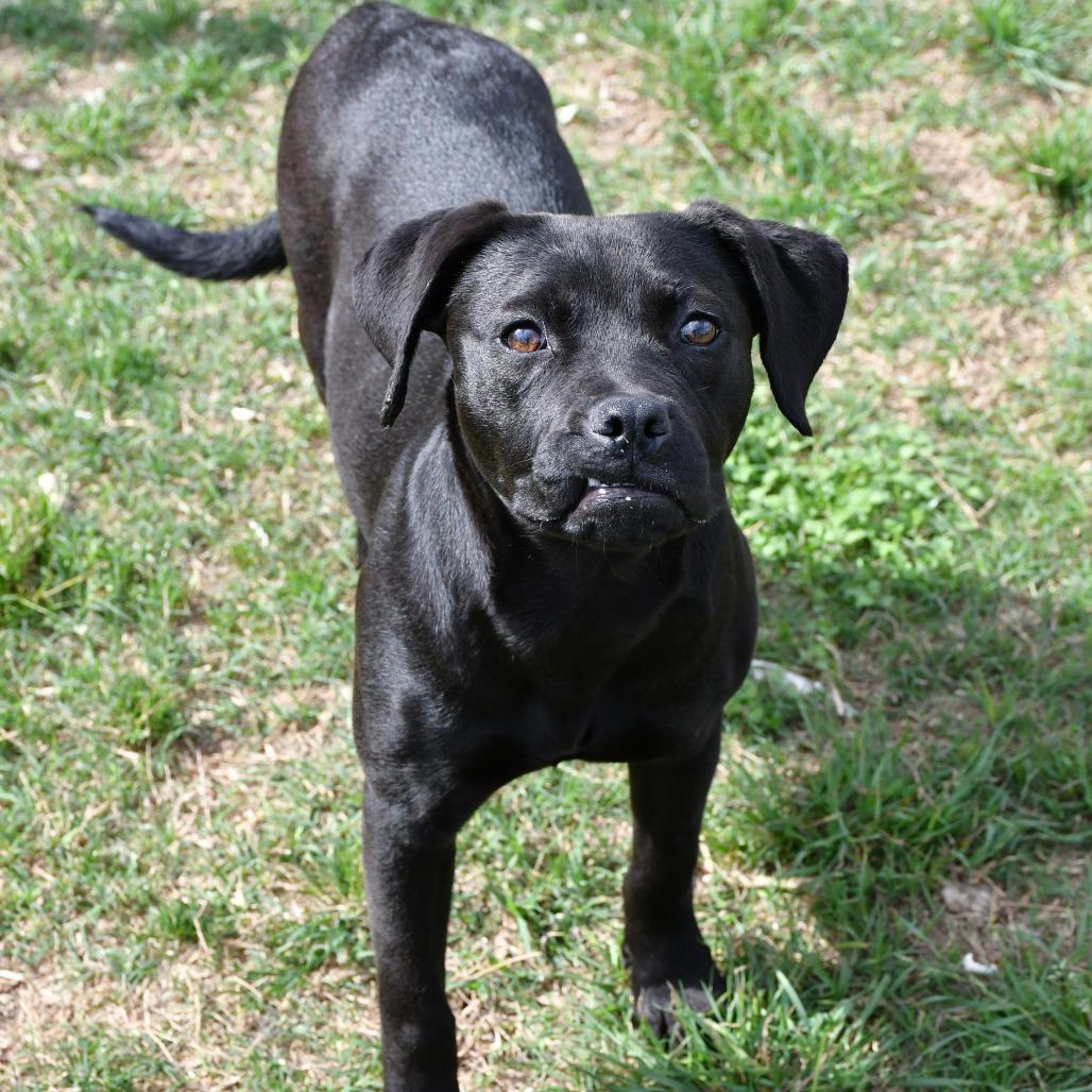 Enlarge Lila, a Adoptable mixed breed in Cheyenne, WY image 3/6