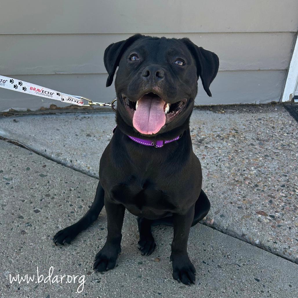 Enlarge Lila, a Adoptable mixed breed in Cheyenne, WY image 4/6