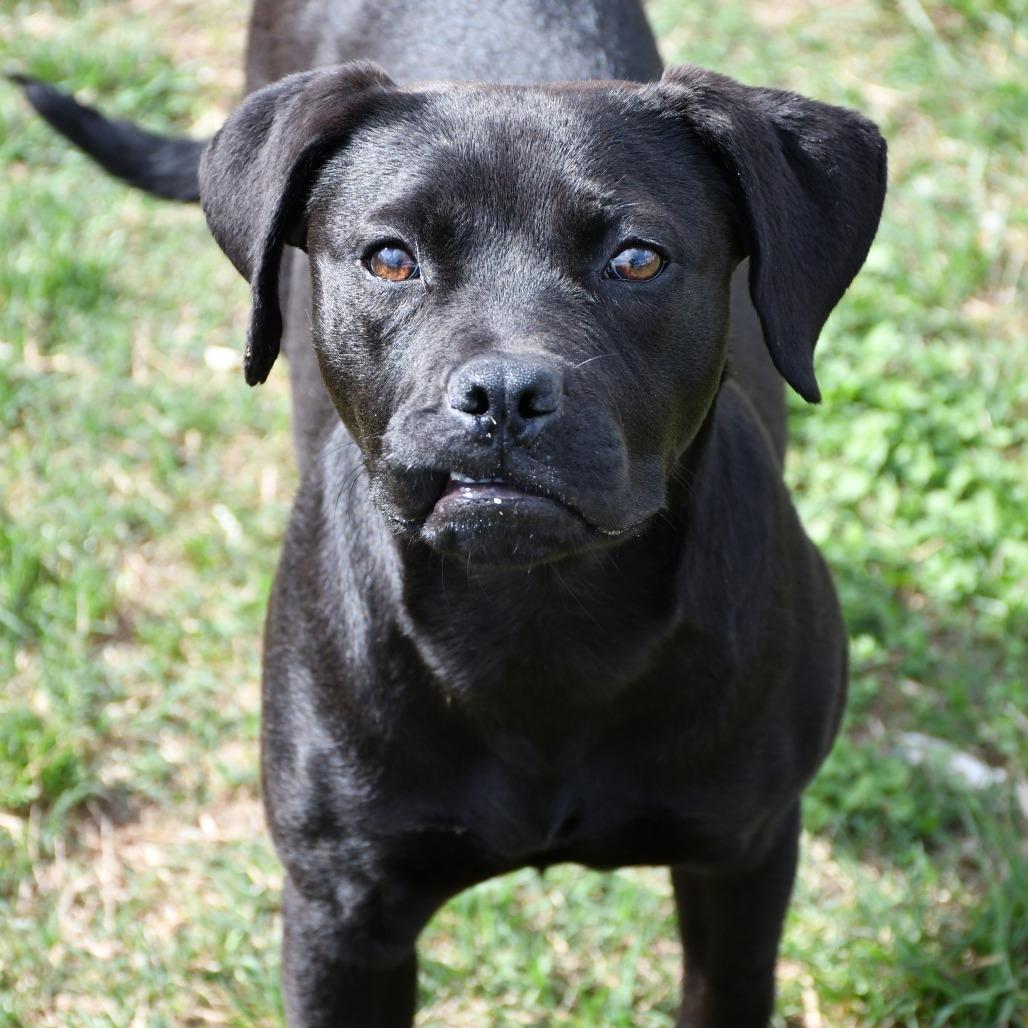 Enlarge Lila, a Adoptable mixed breed in Cheyenne, WY image 5/6
