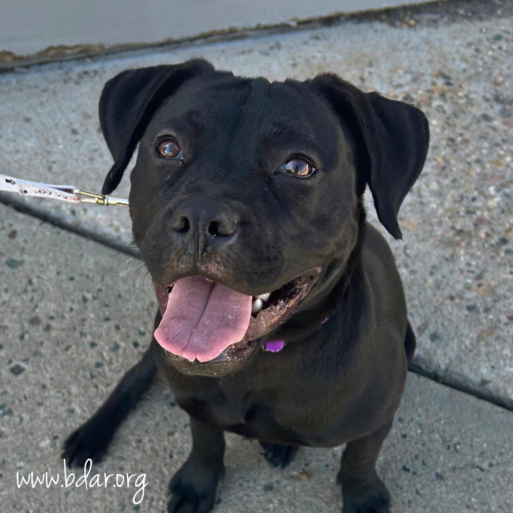 Enlarge Lila, a Adoptable mixed breed in Cheyenne, WY image 6/6
