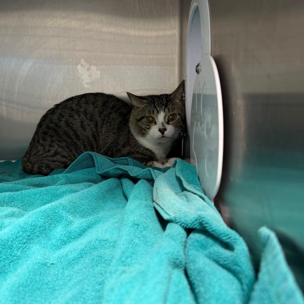 smore, Adoptable, Adult Male American Shorthair.