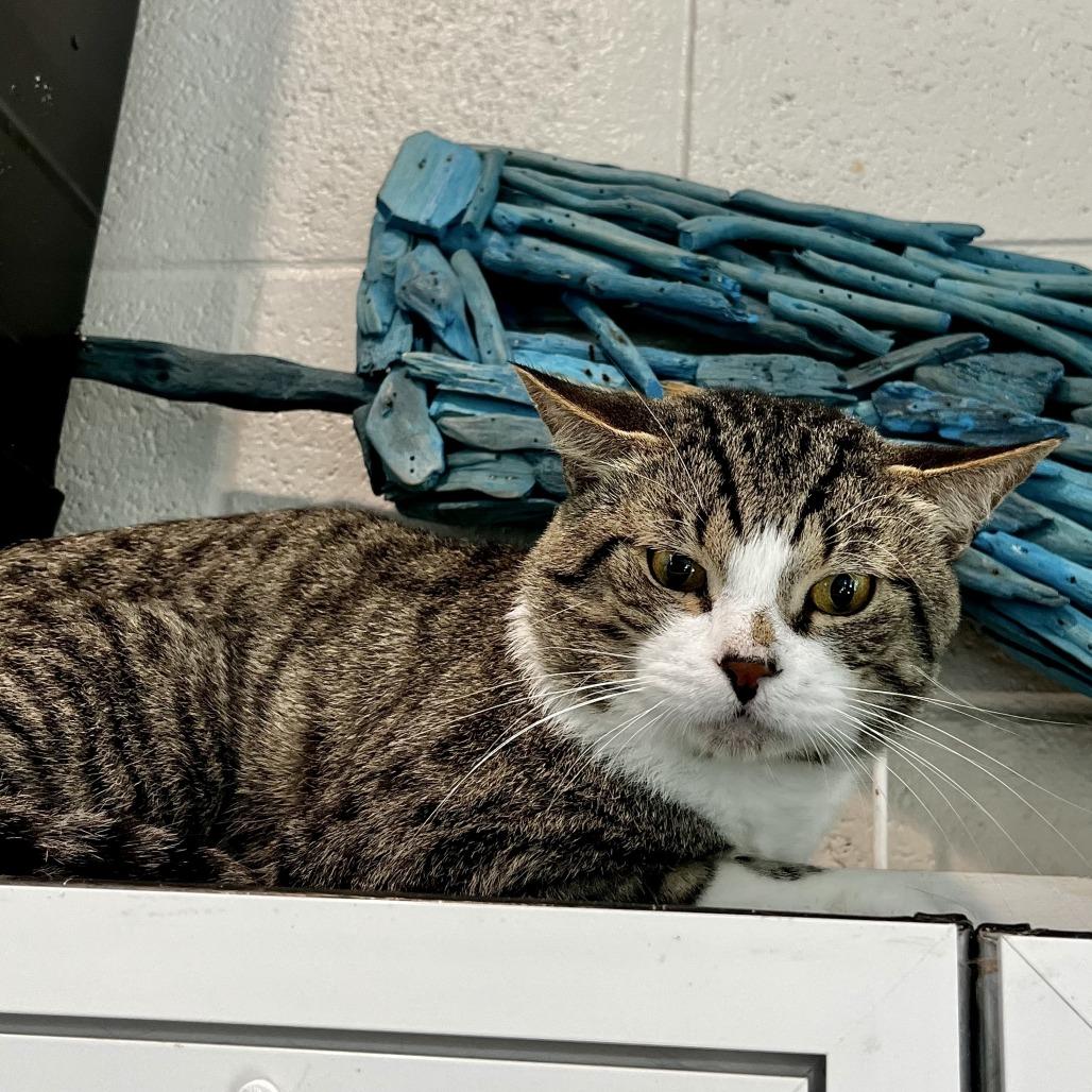 S'more, Adoptable, Adult Male American Shorthair.