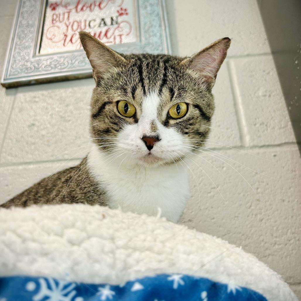 S'more, a Adoptable American Shorthair in Englewood, FL image 2/3