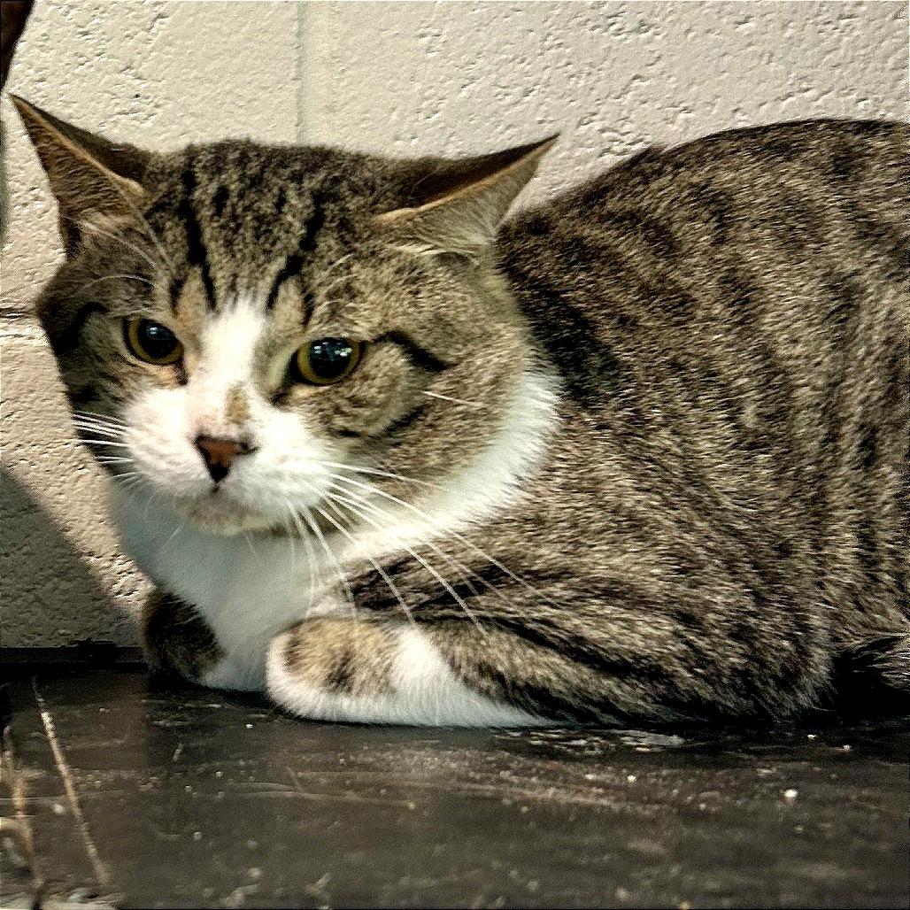 smore, a Adoptable American Shorthair in Englewood, FL image 3/4