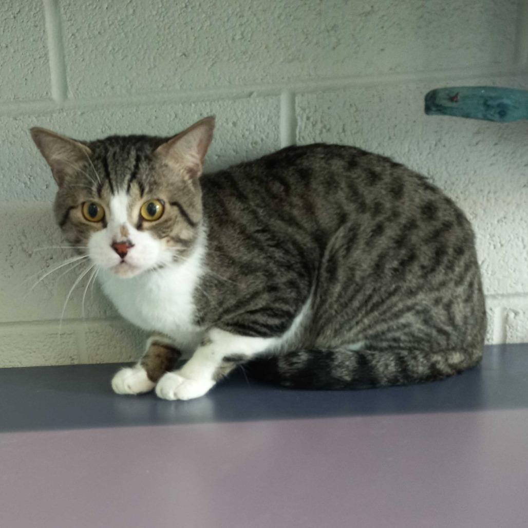smore, a Adoptable American Shorthair in Englewood, FL image 4/4